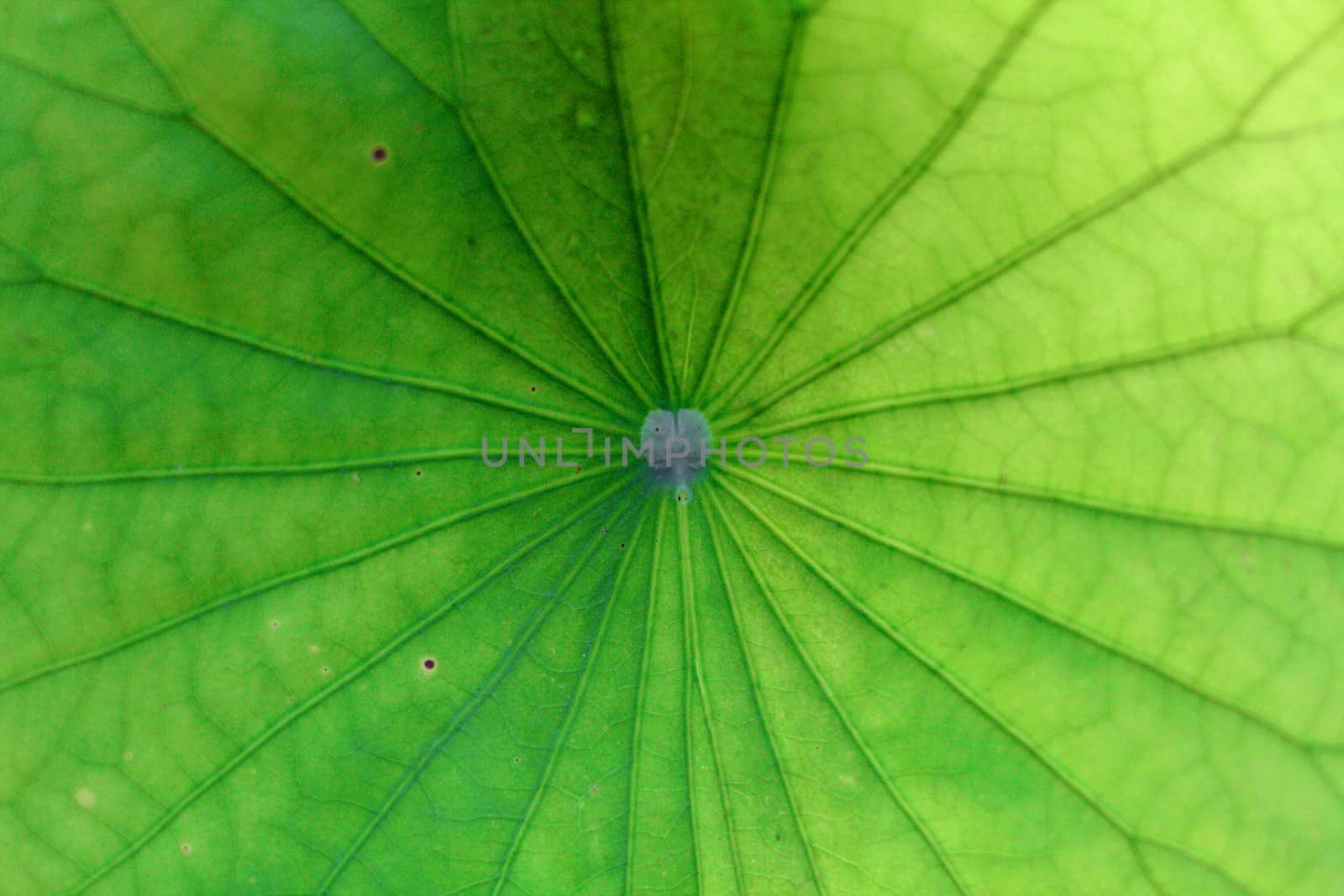 green leaf