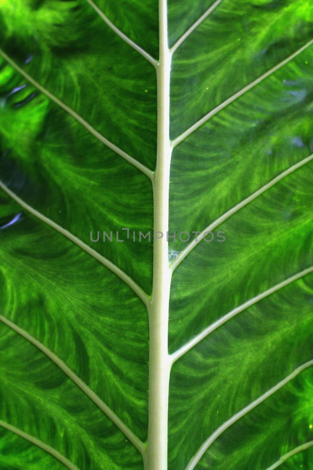 green leaf