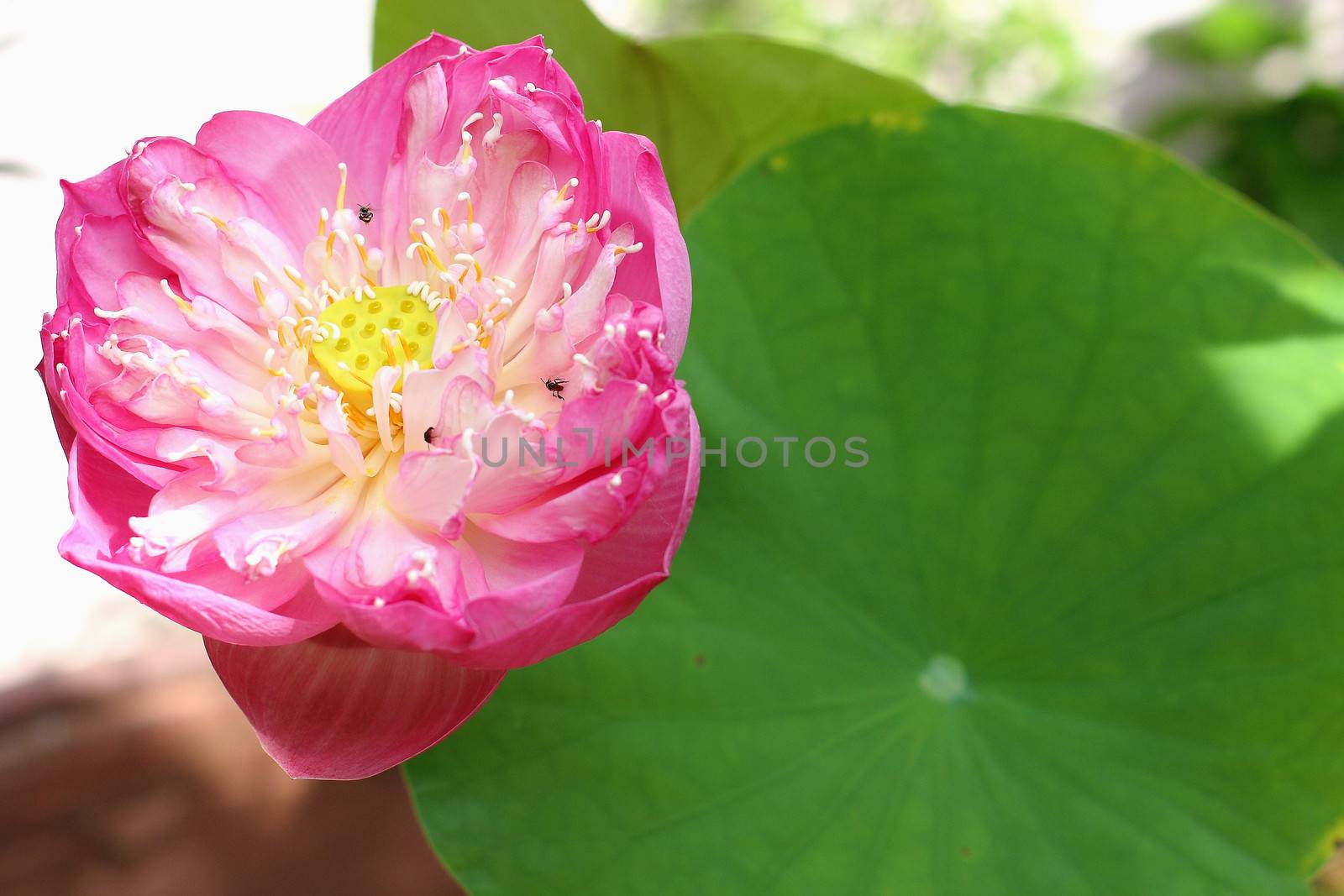 lotus flower blossom. Lotus flower isolated by myrainjom01