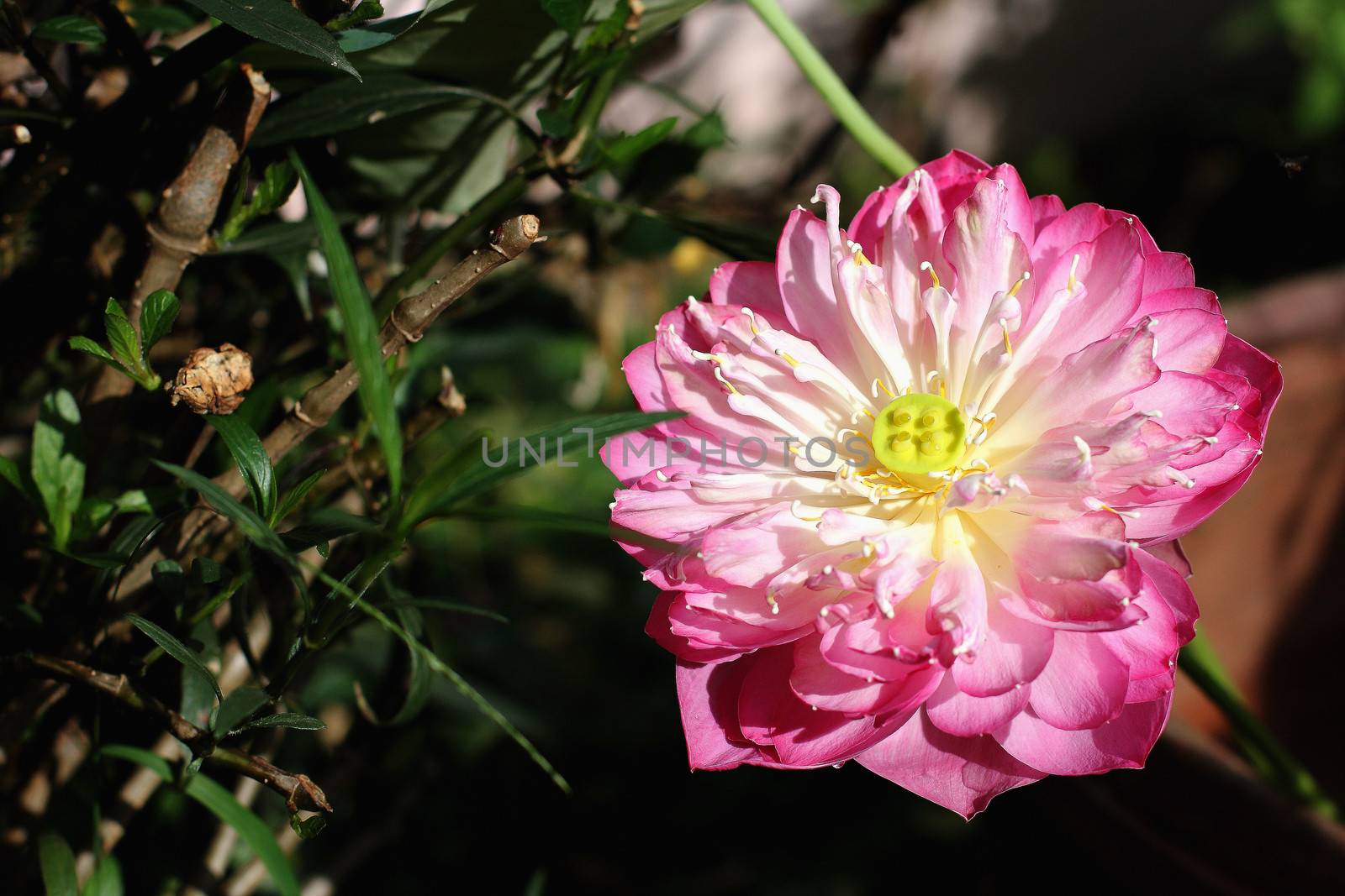 lotus flower blossom. Lotus flower isolated by myrainjom01