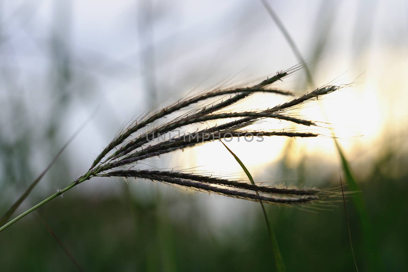 Green Meadows evening. by myrainjom01