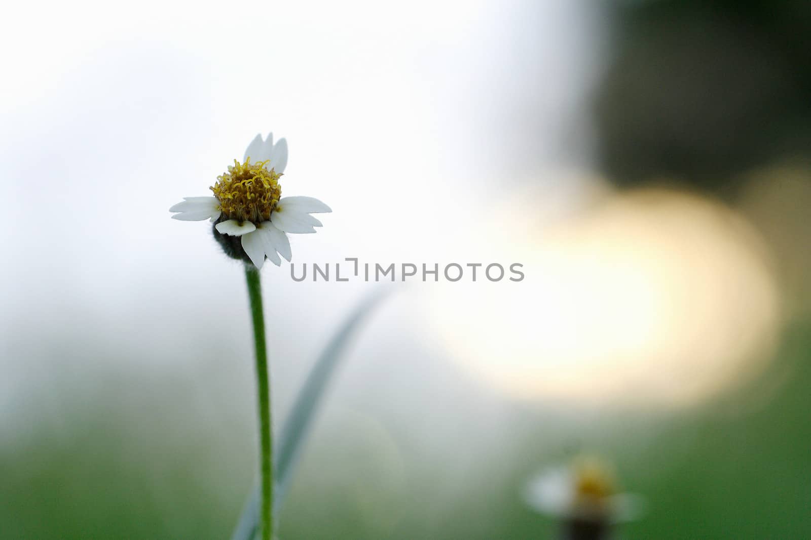 Green Meadows evening. by myrainjom01