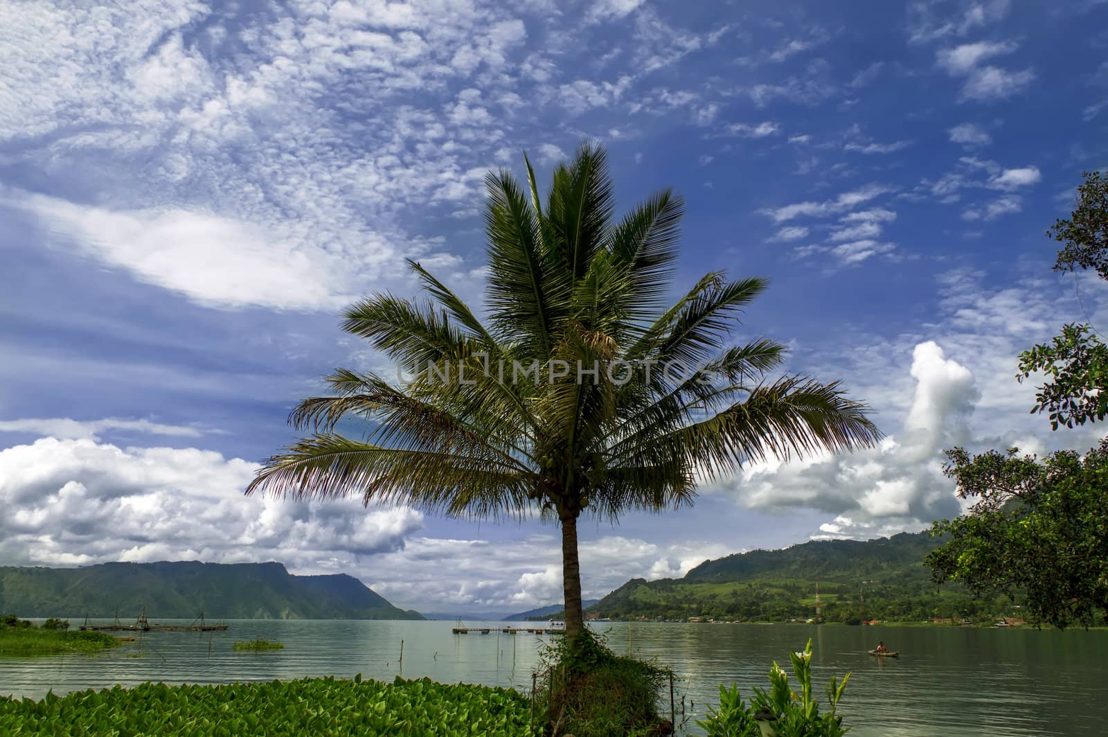 Palm Tree on Toba Lake.
Samosir Island  North Sumatra, Indonesia.