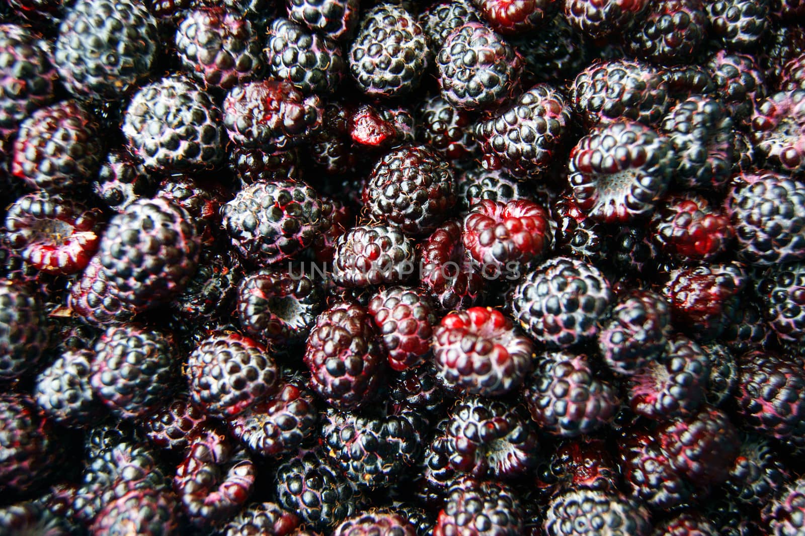 Fresh blackberry on white background by cobol1964