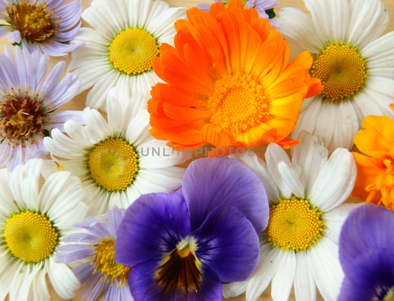 Colorful background from field flower.Flower field and garden