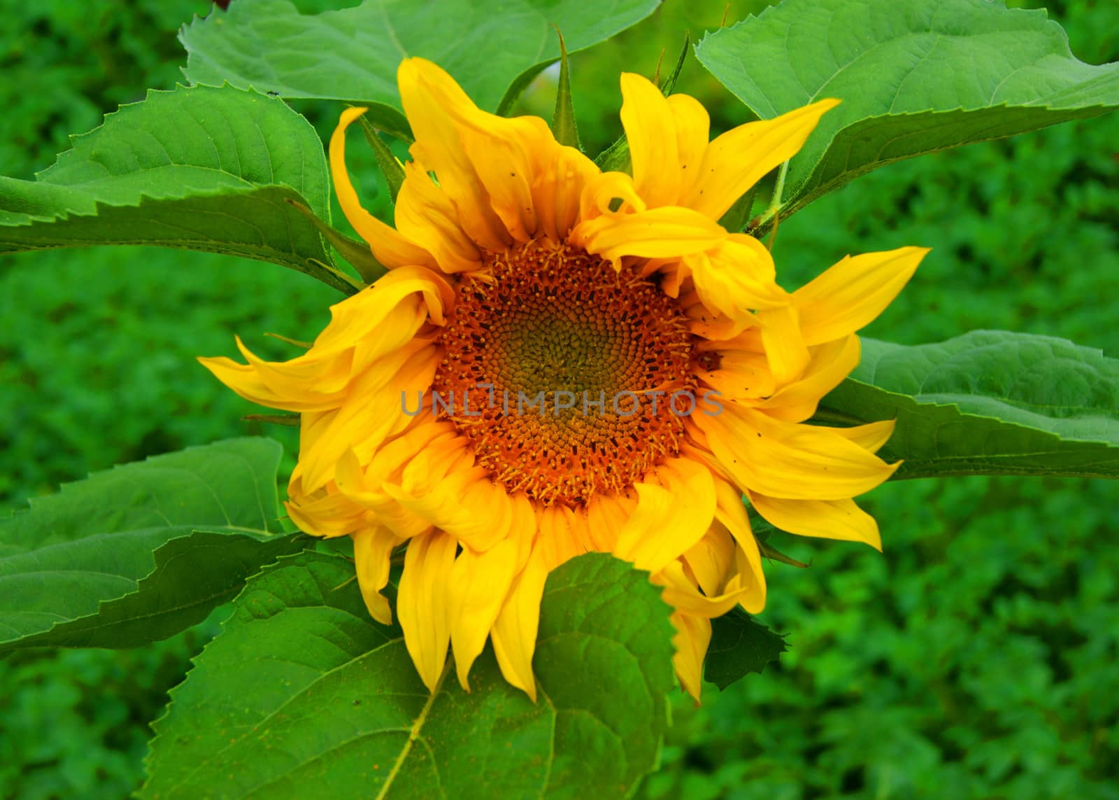 Sunflower field. by cobol1964