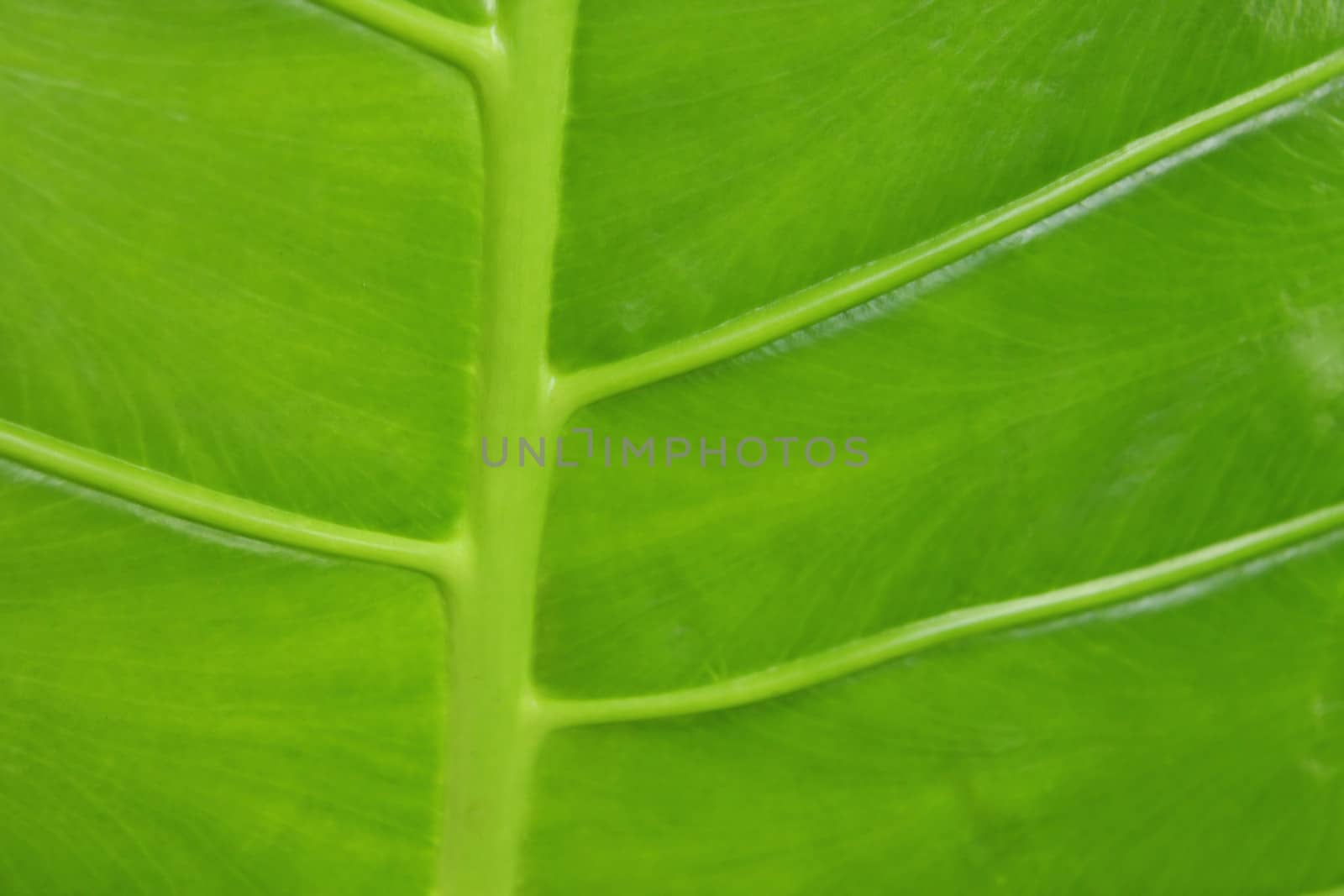 Tropical young green leaf close-up by cococinema