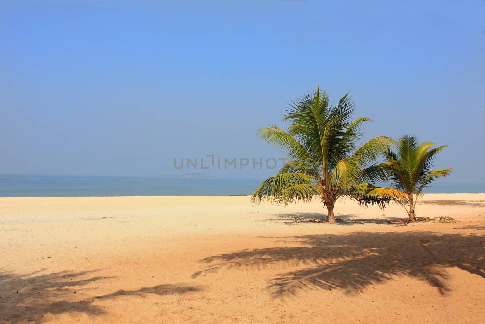 Ocean in India - a wild beach with palm trees by cococinema