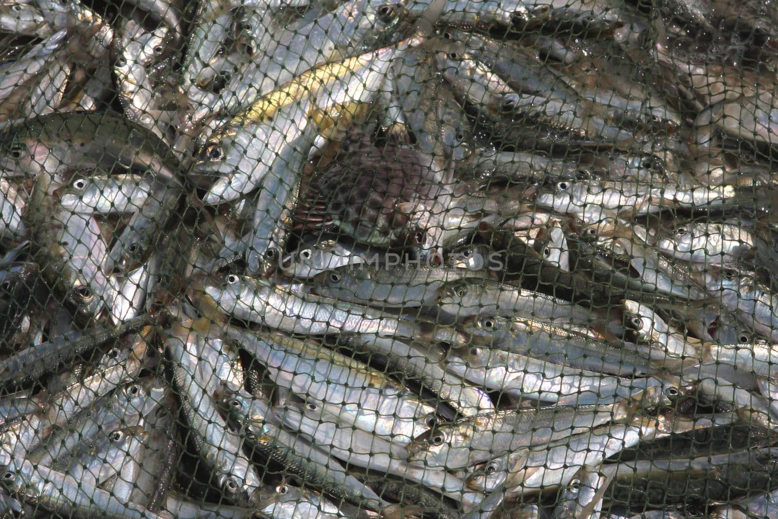 Fishing - live fish caught in the net