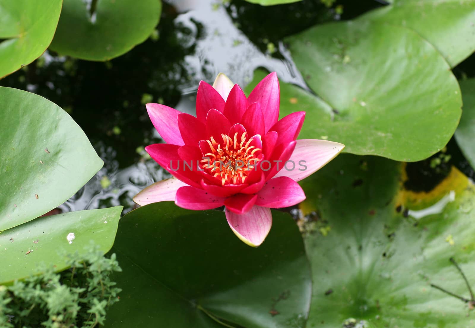 Water lily (Nymphaea spec.)