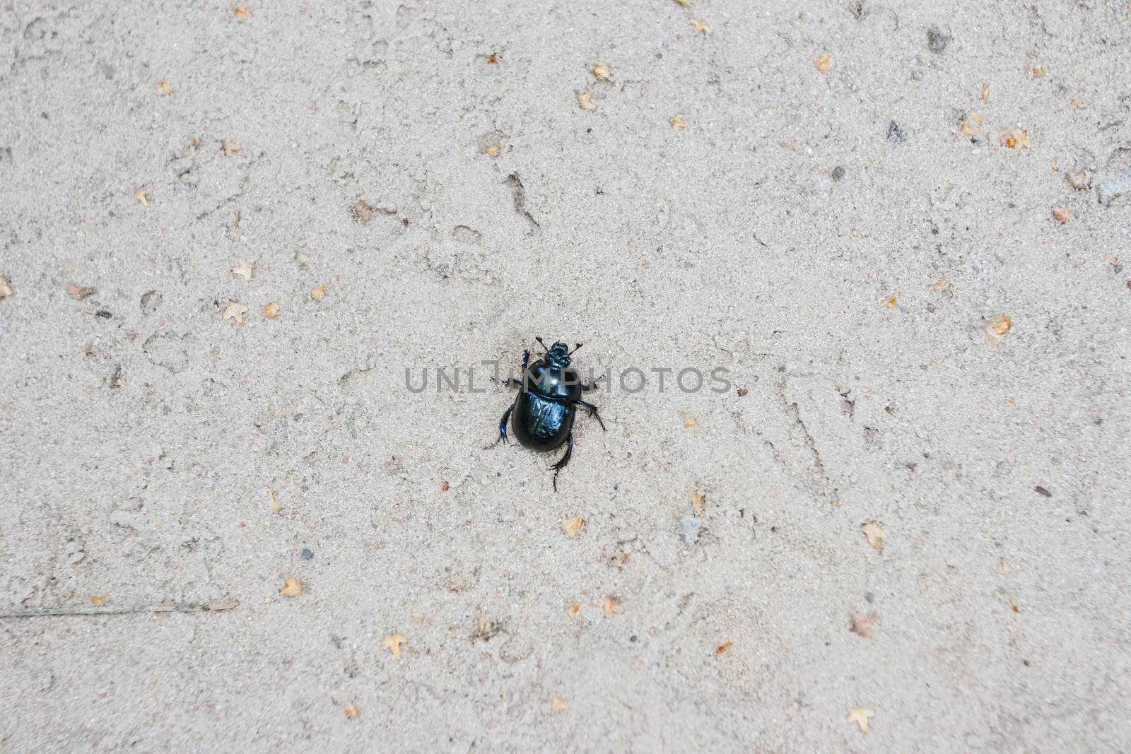 Beetle is weakly lustrous and darkly colored, sometimes with a bluish sheen. The body shape is very compact and arched toward the top.