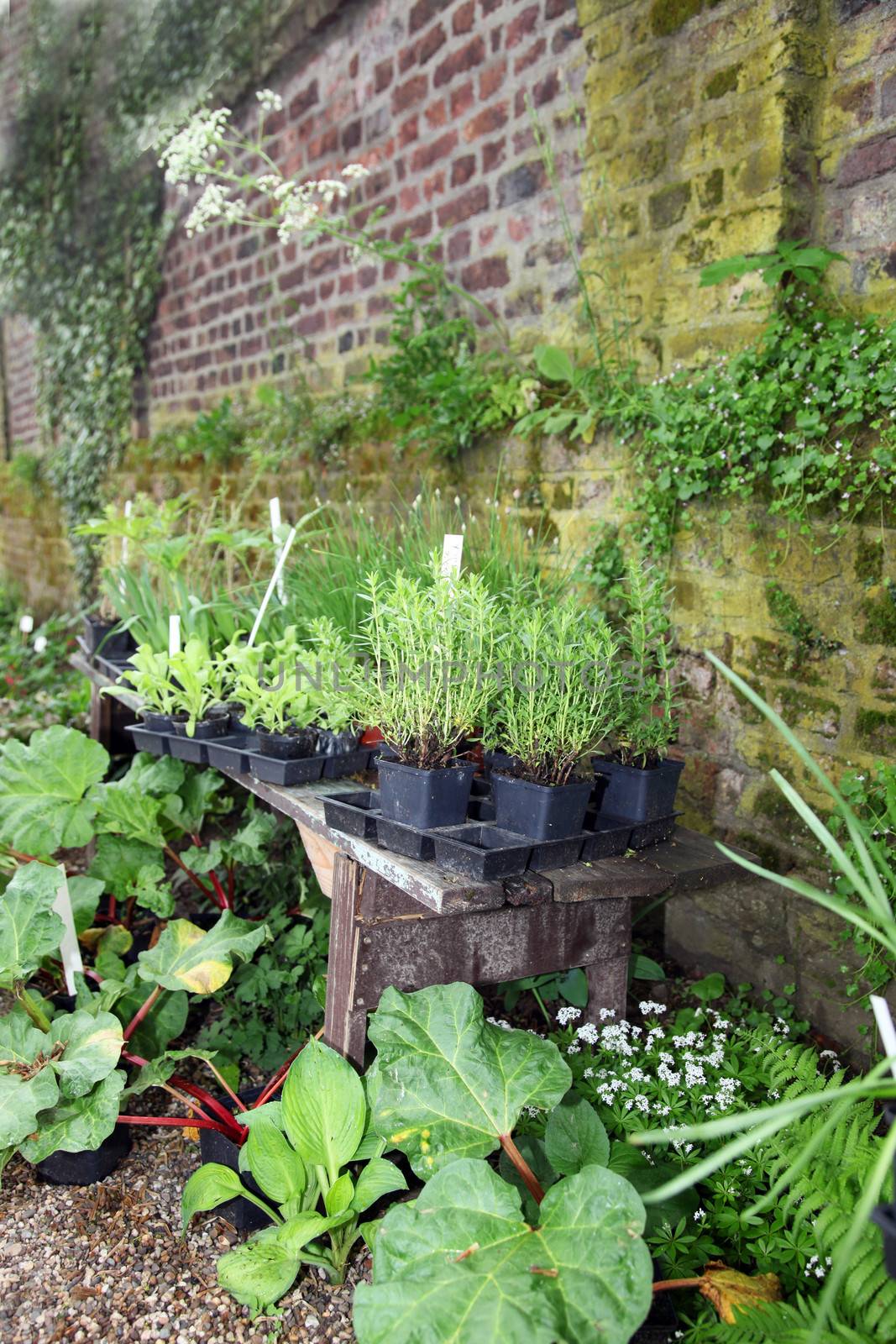 Potted plants growing on a trestle table alongside an old brick garden wall conceptual of gardening as a hobby