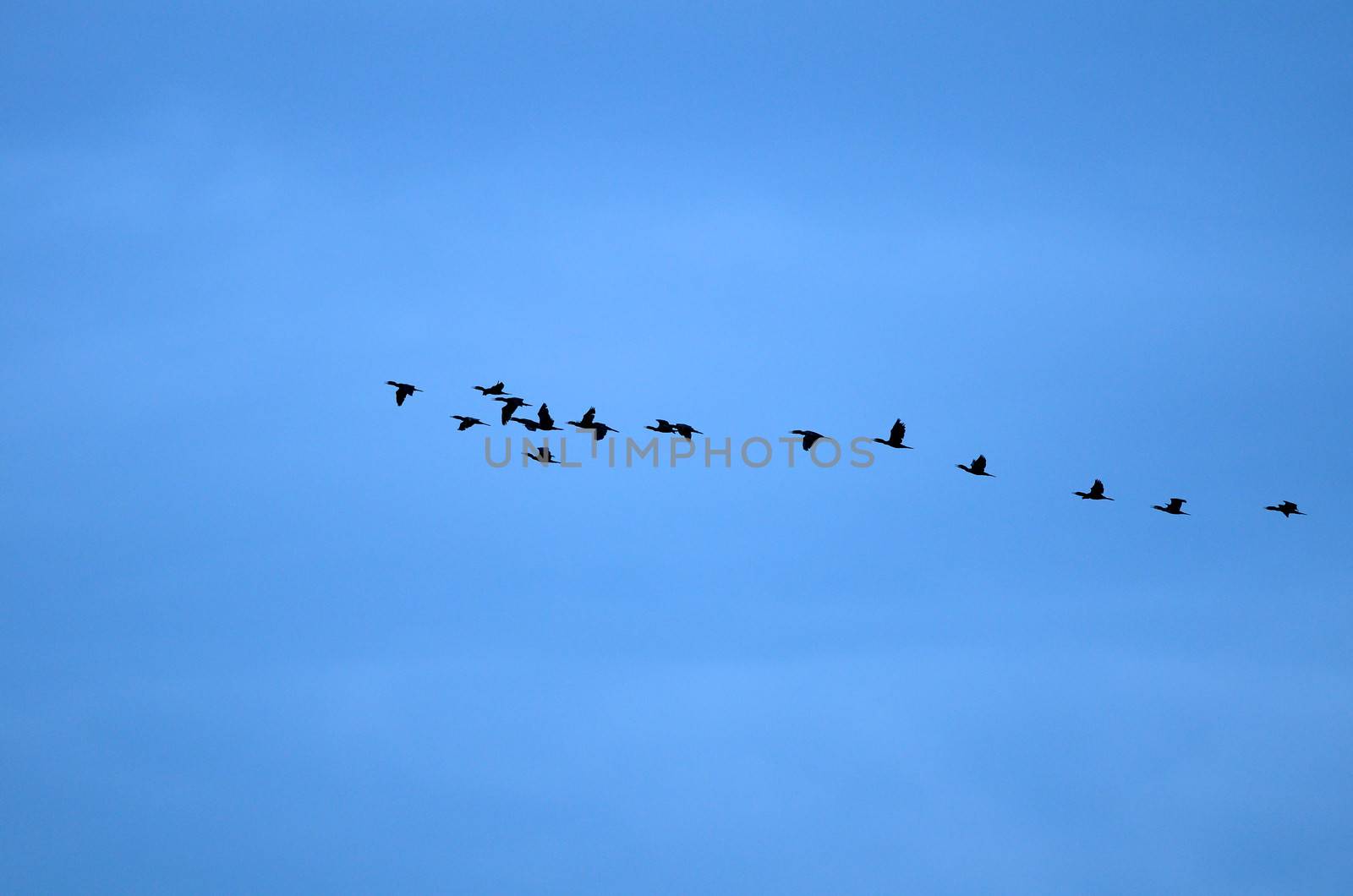 Birds Flying by antpkr