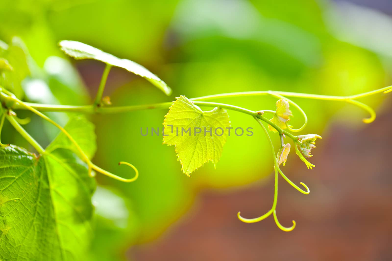 Grapevine closeup on green background