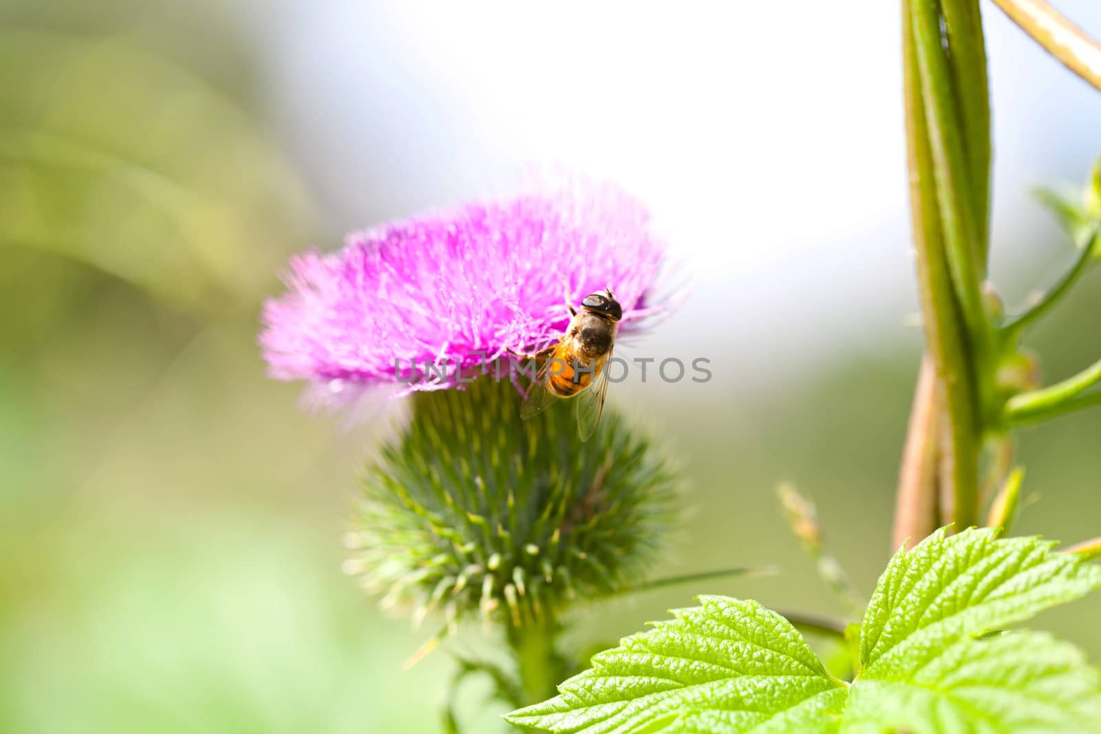 Wild thistle with pink flower and bee on green background by RawGroup