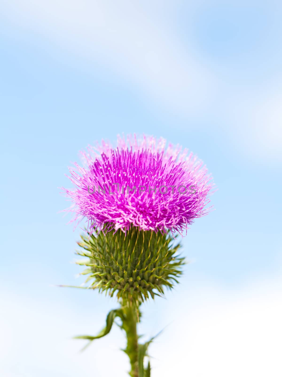 Wild thistle with pink flower blooming on blue sky background by RawGroup