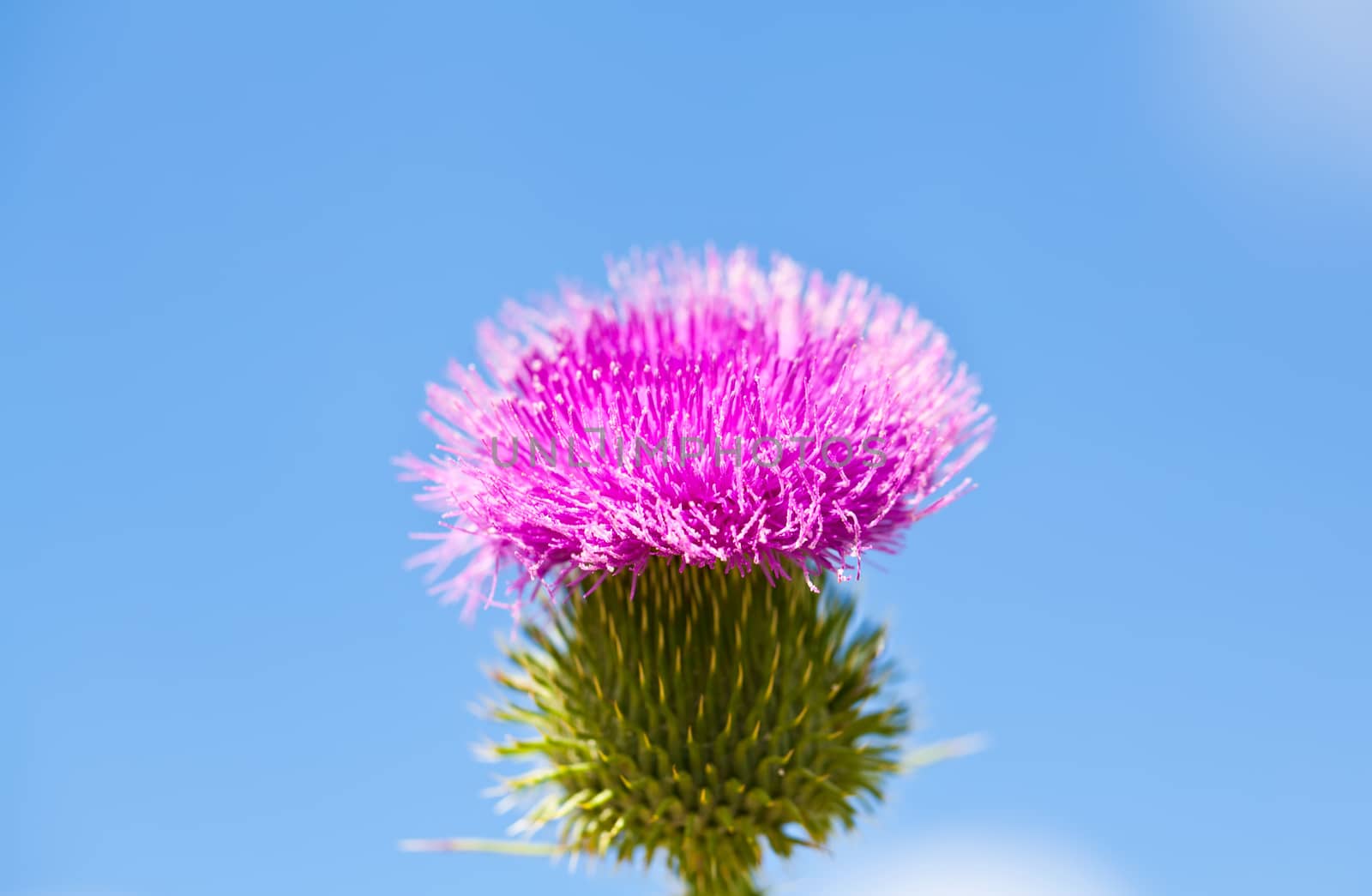 Wild thistle with pink flower on blue sky background