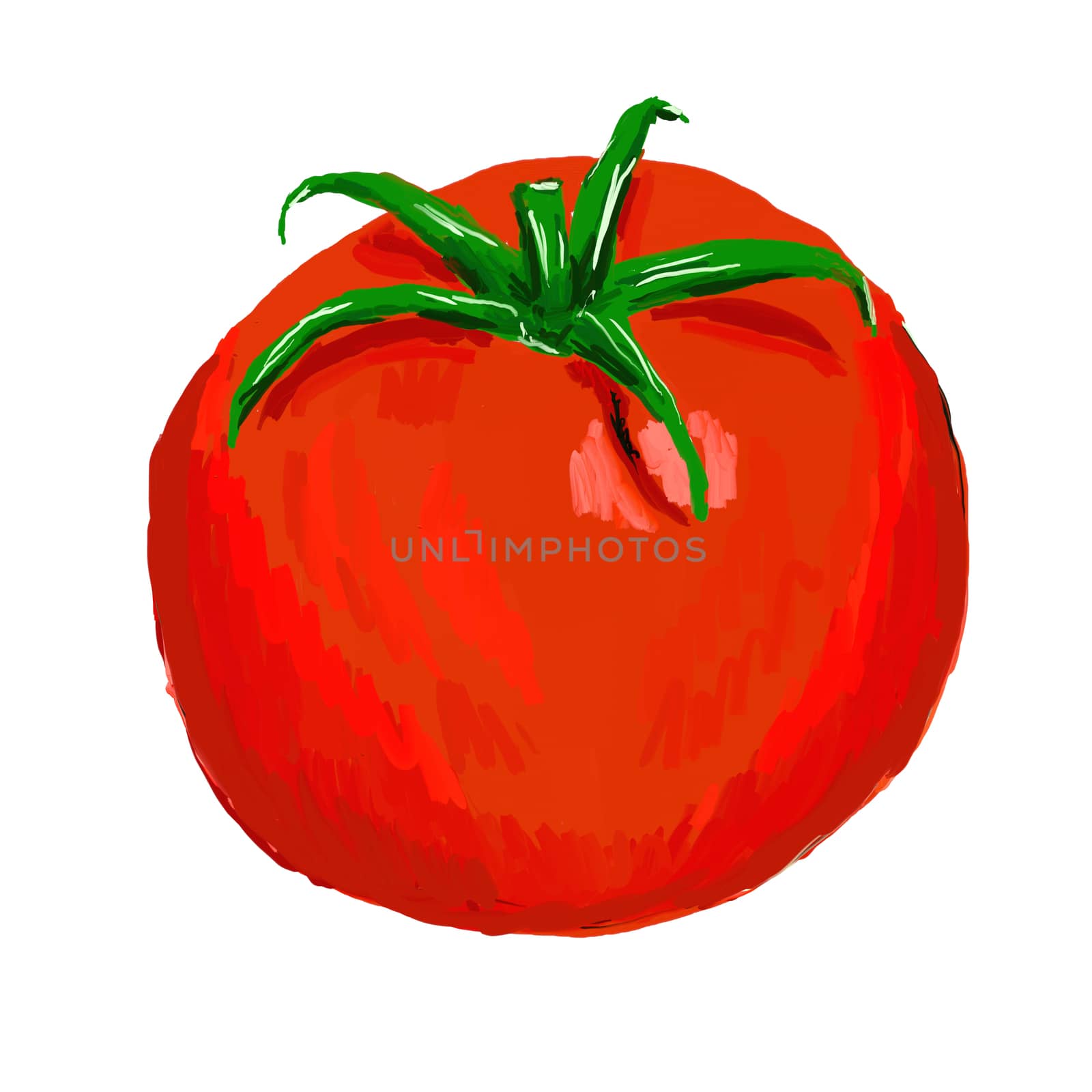 tomato on white background - illustration