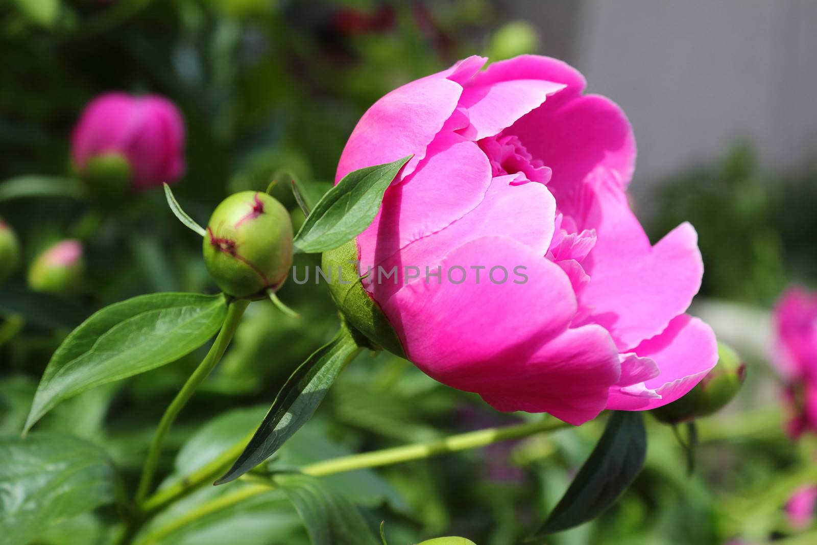 Hot pink peony, blooming in the flowerbed of the garden.
