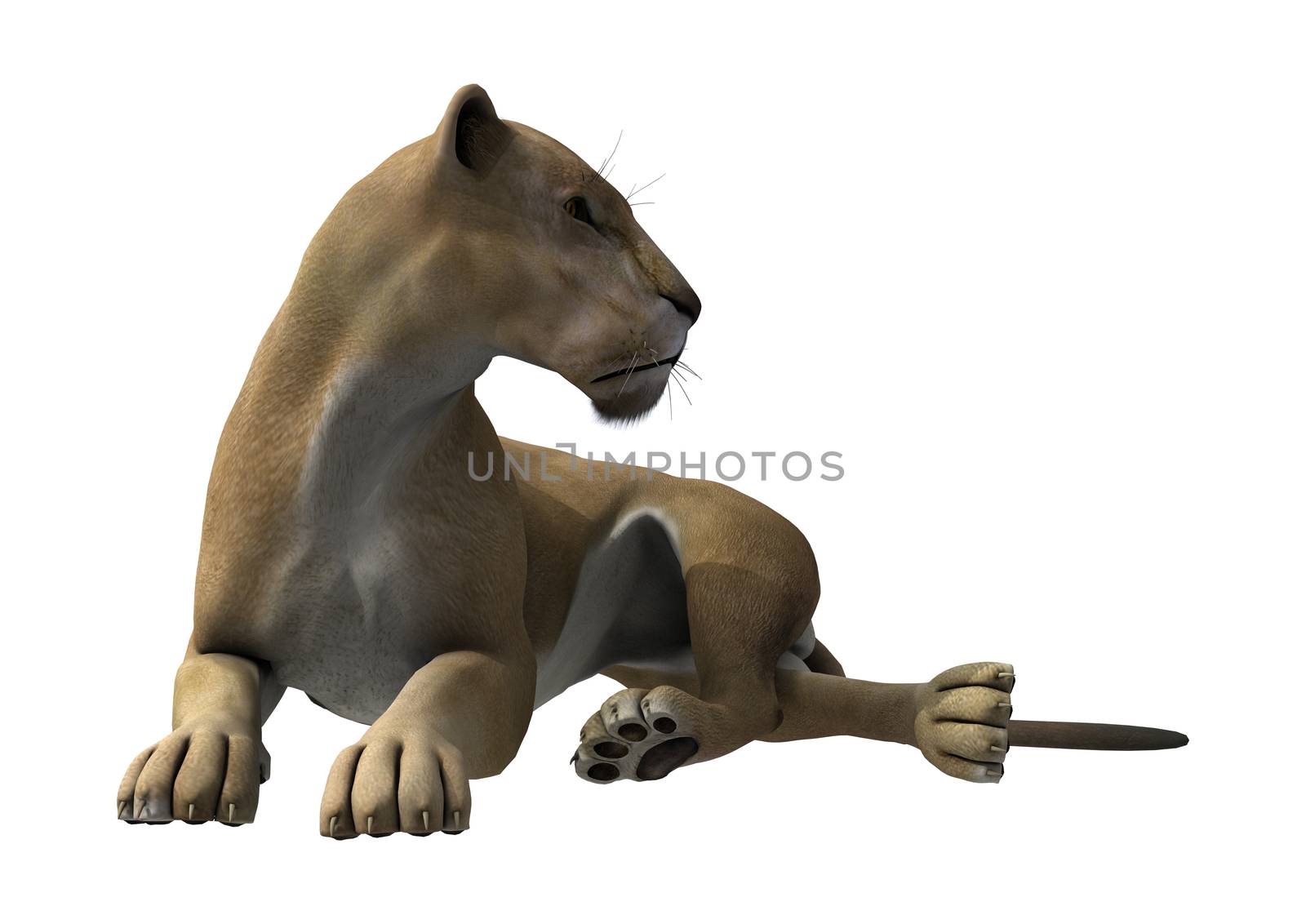 3D digital render of a lying lioness isolated on white background
