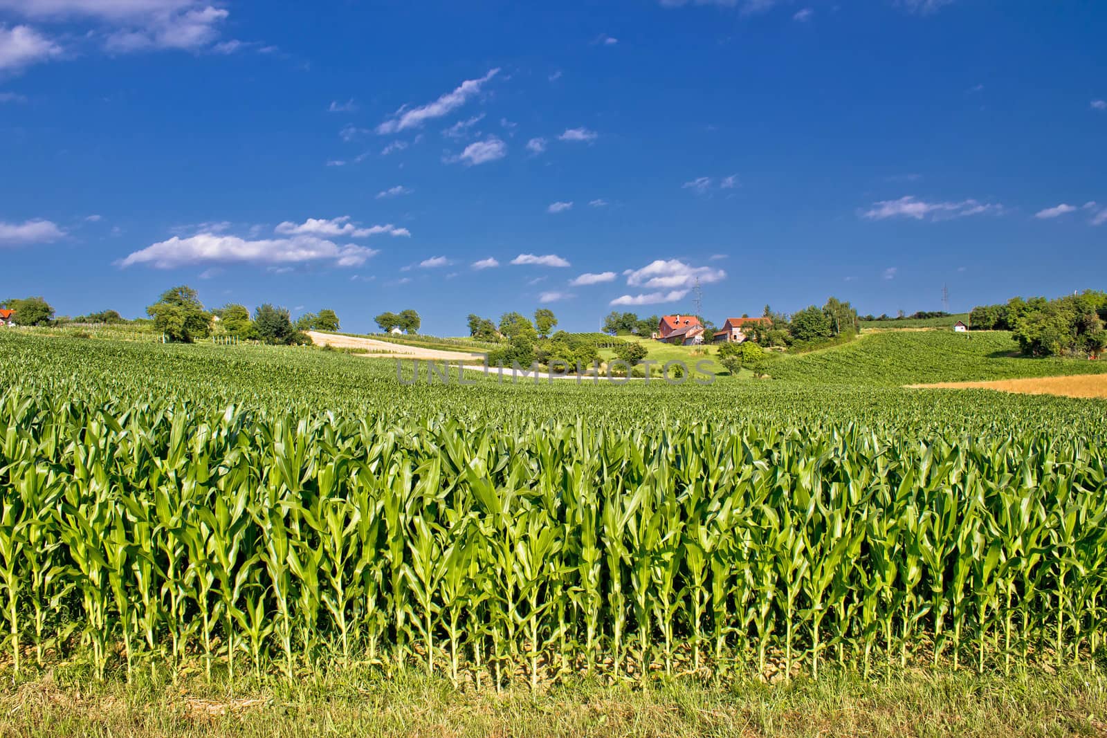 Corn field in agricultural rural landscape, Prigorje region, Croatia