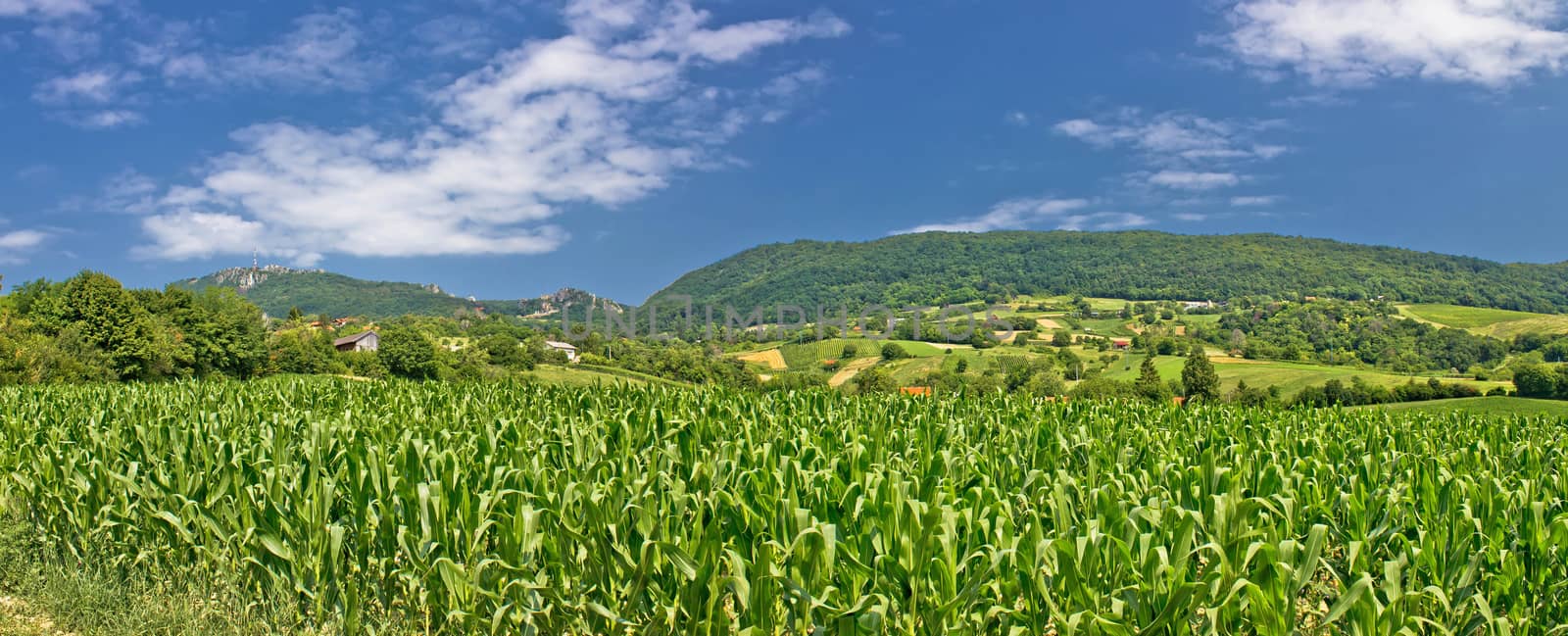 Green agriculture fields panoramic view by xbrchx