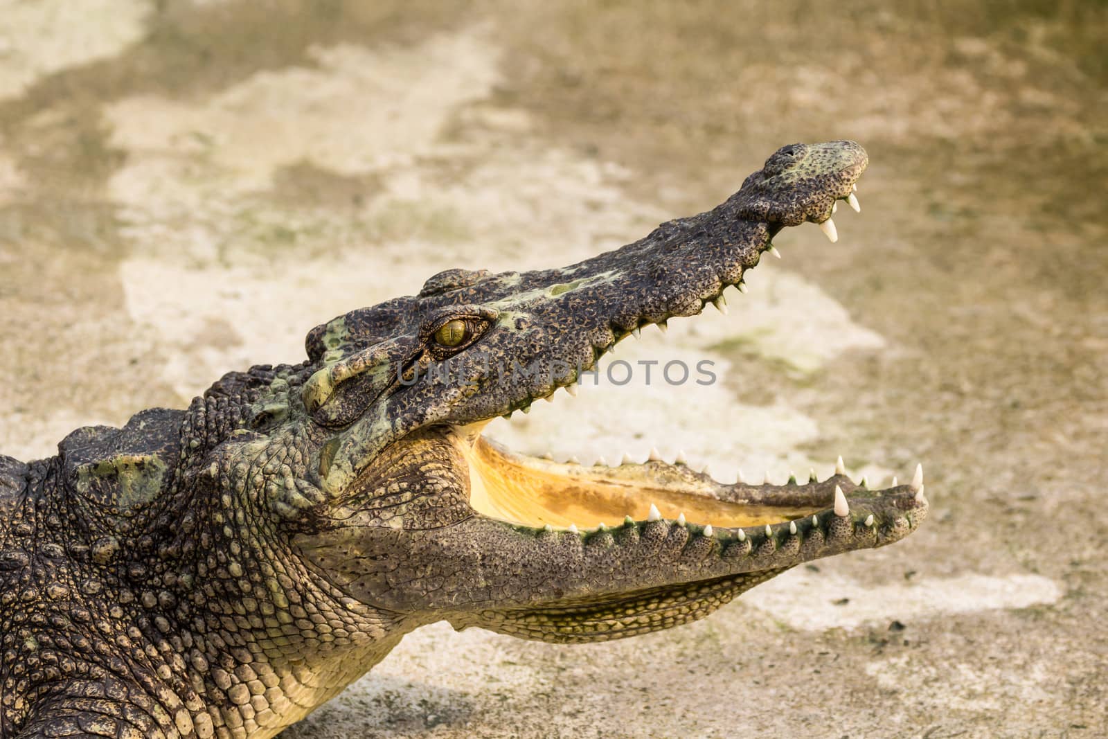 Crocodile with open mouth by lavoview