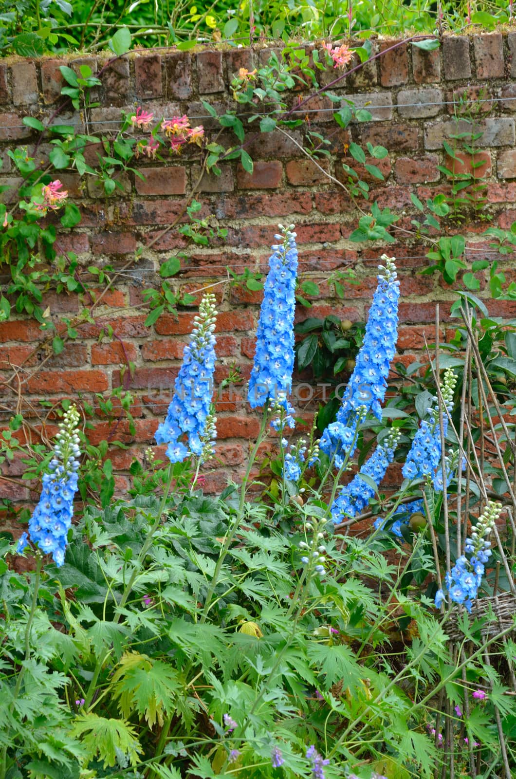 Blue Delphiniums in Garden