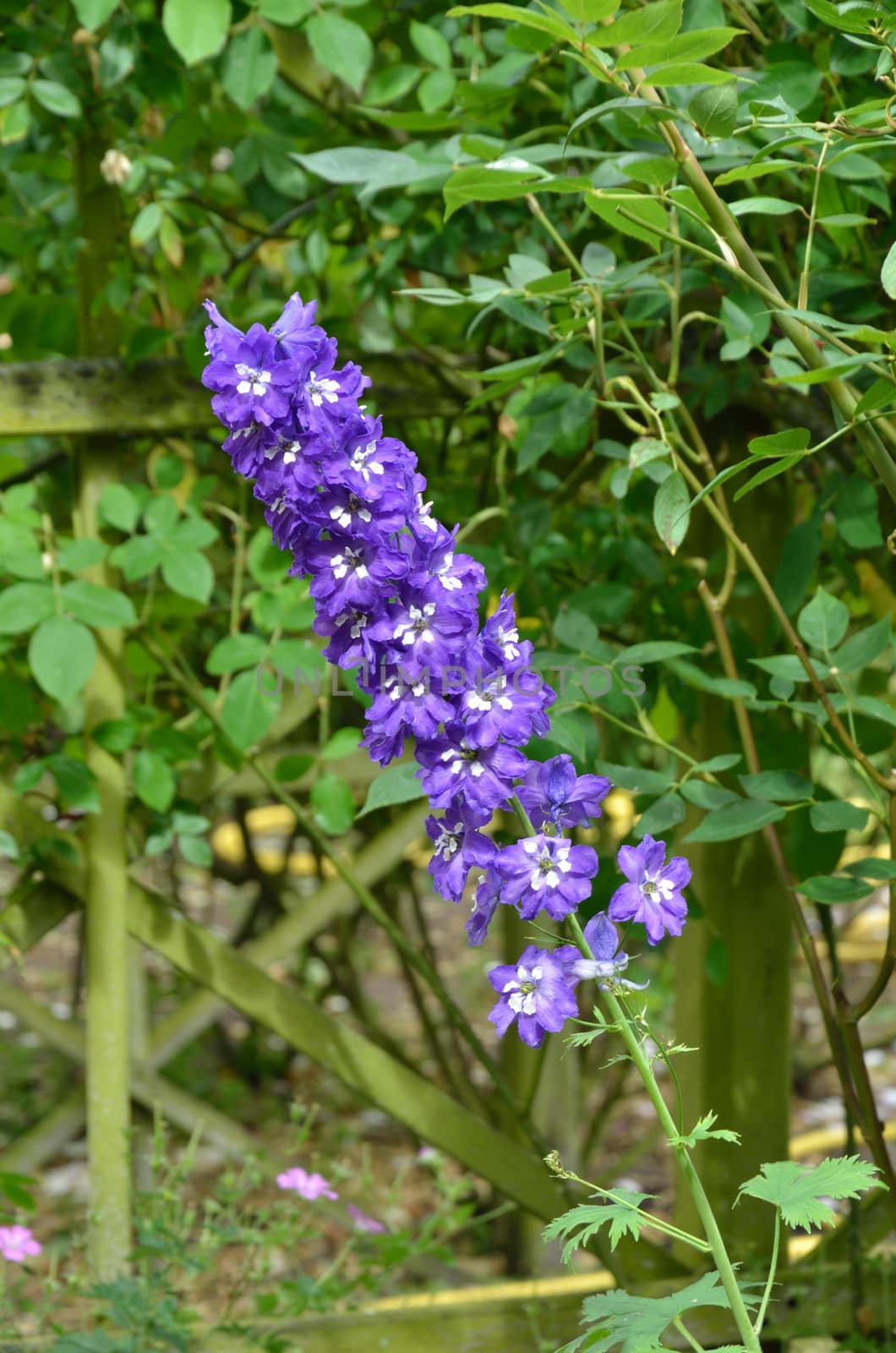 Purple Delphimnium in garden