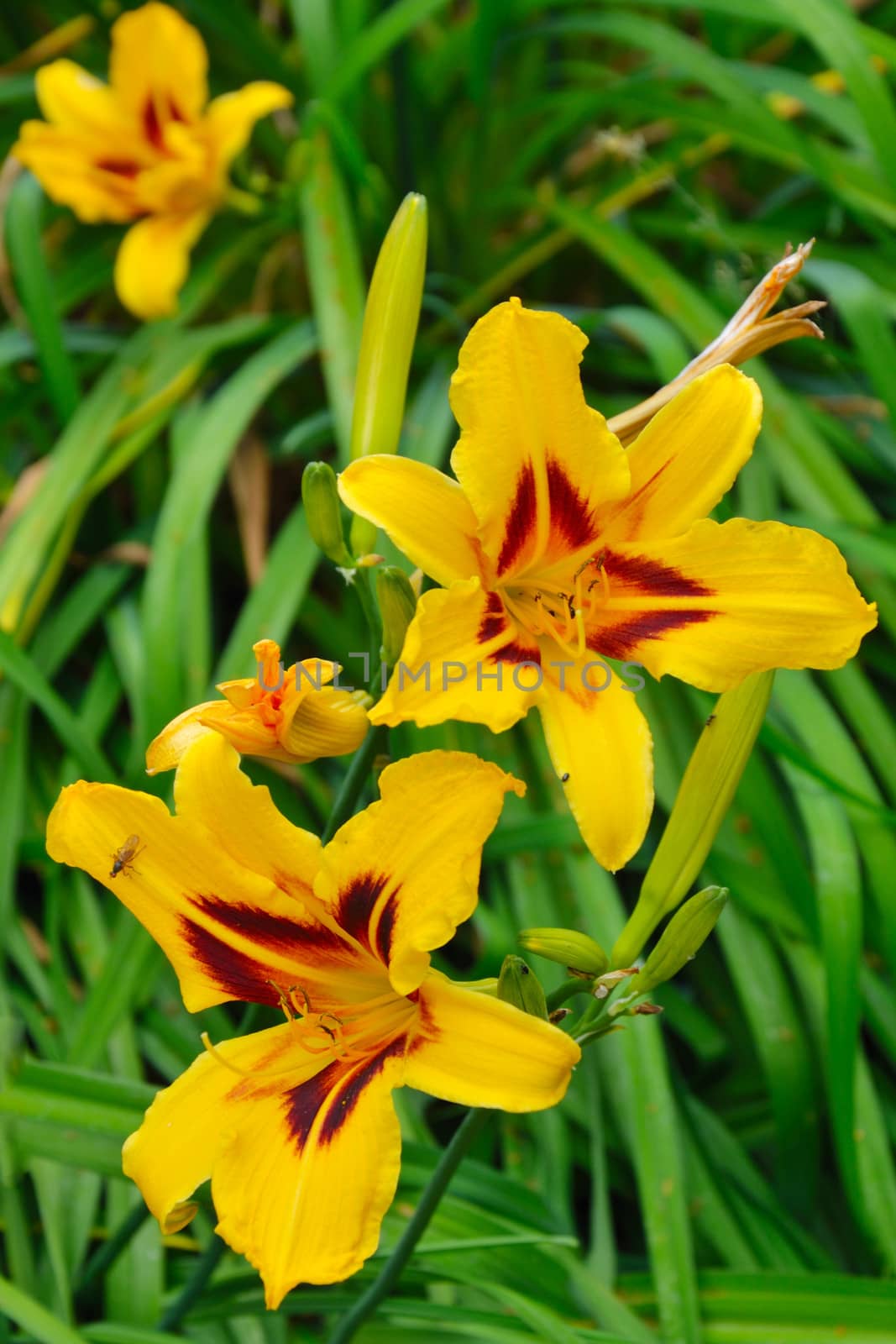Yellow Lillies in garden