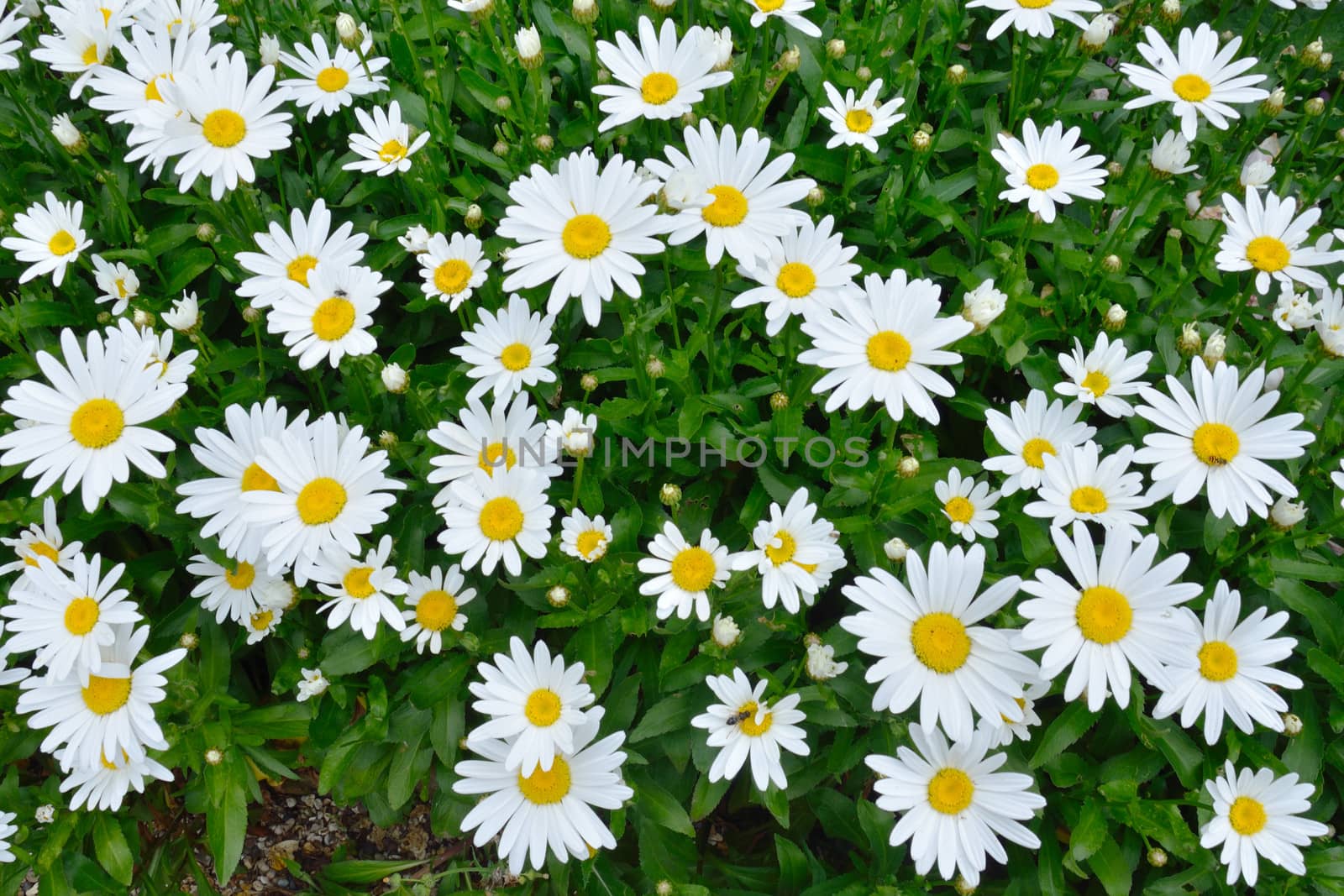 Large group of Daisies