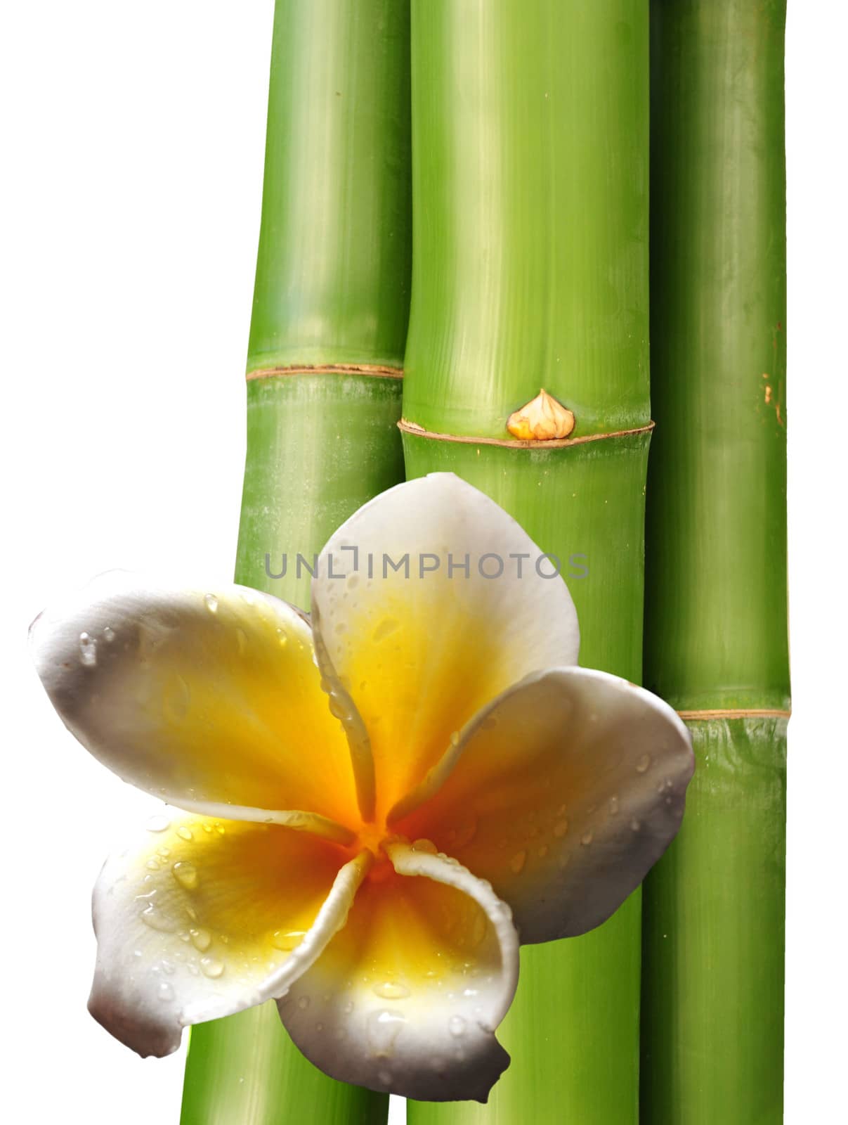 frangipani flower and bamboo on white for a spa background