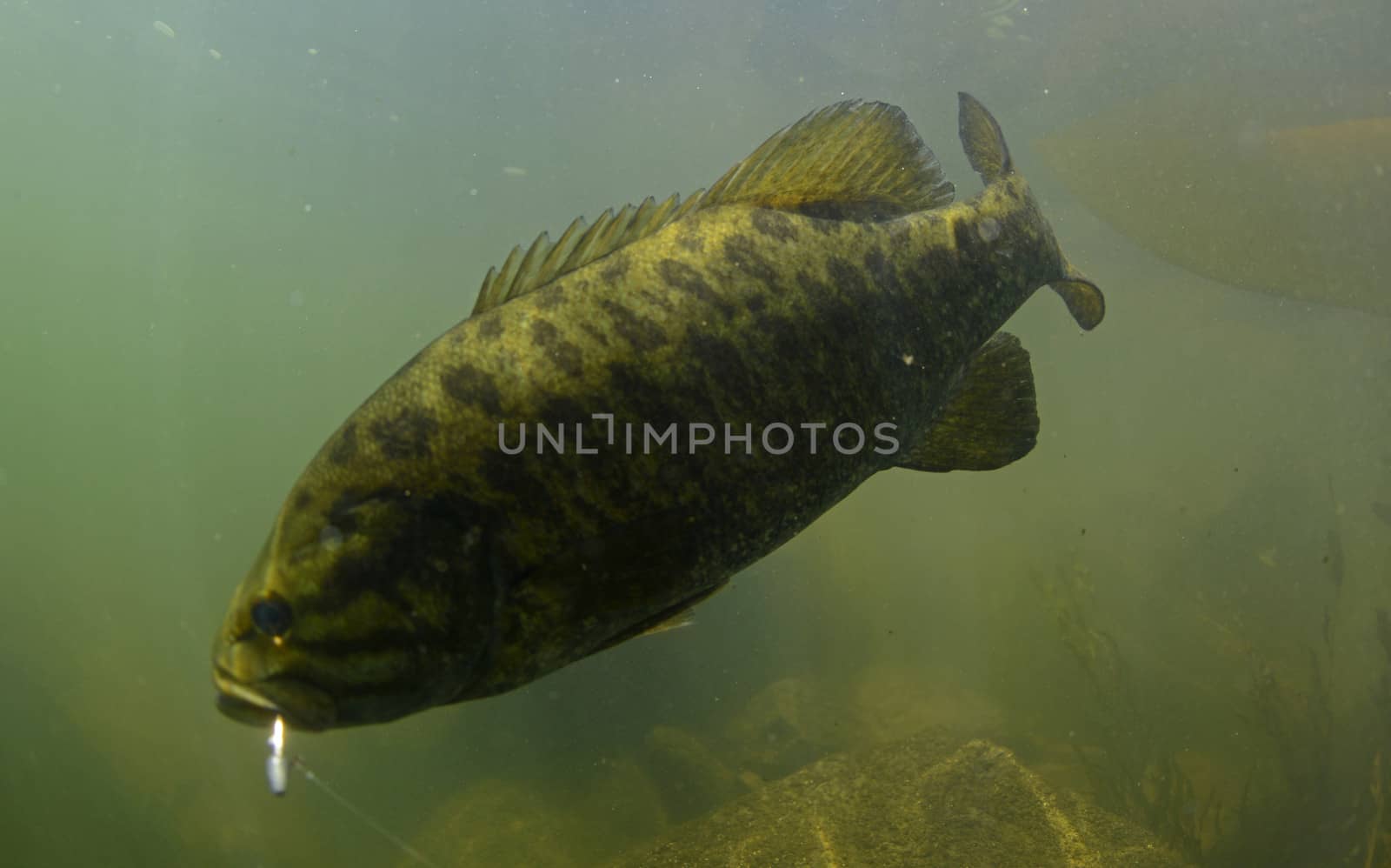 smallmouth bass, Micropterus dolomieu, underwater in river in oregon