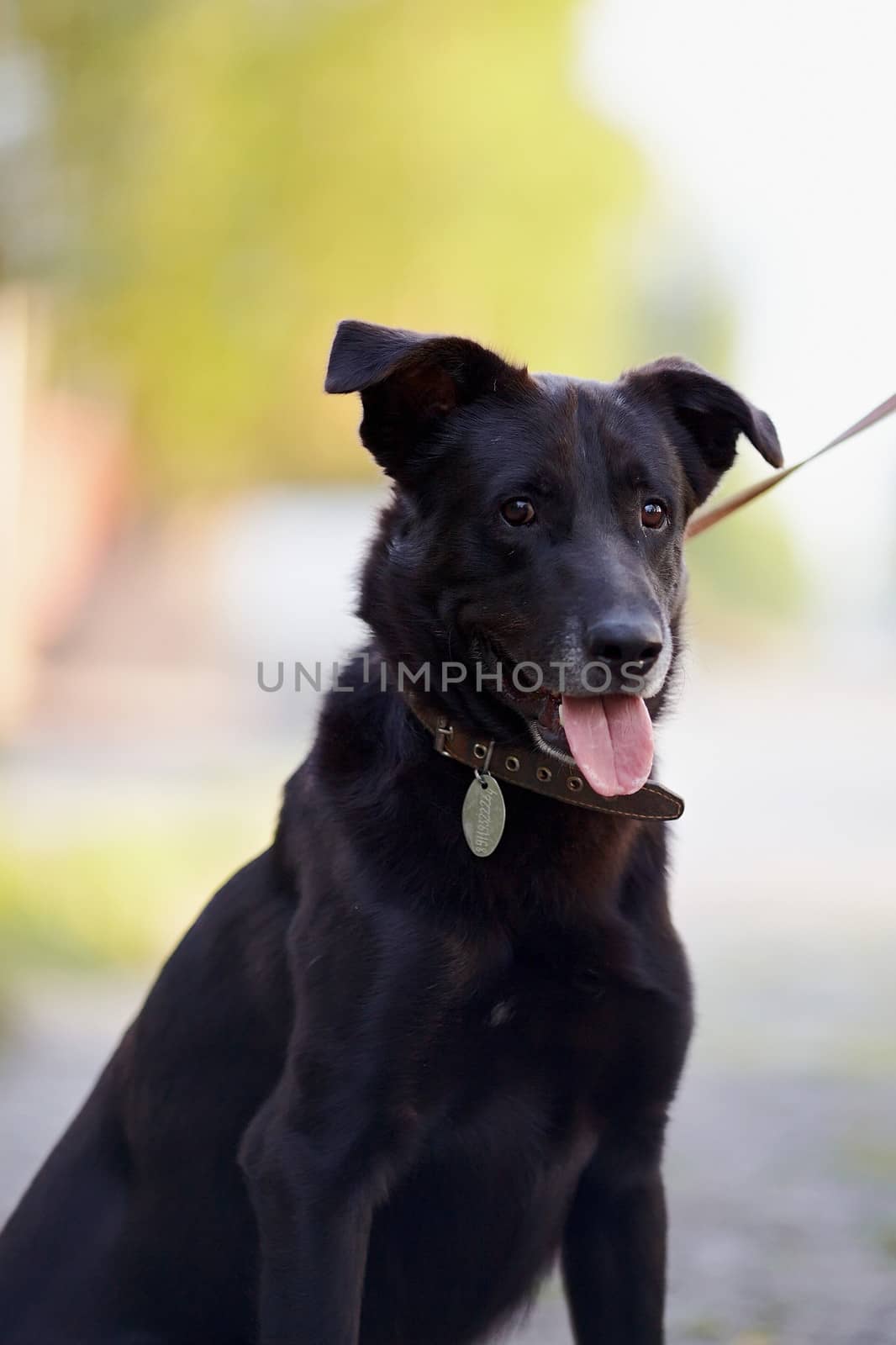 Portrait of a black dog. Not purebred dog. Doggie on walk. The large not purebred mongrel.