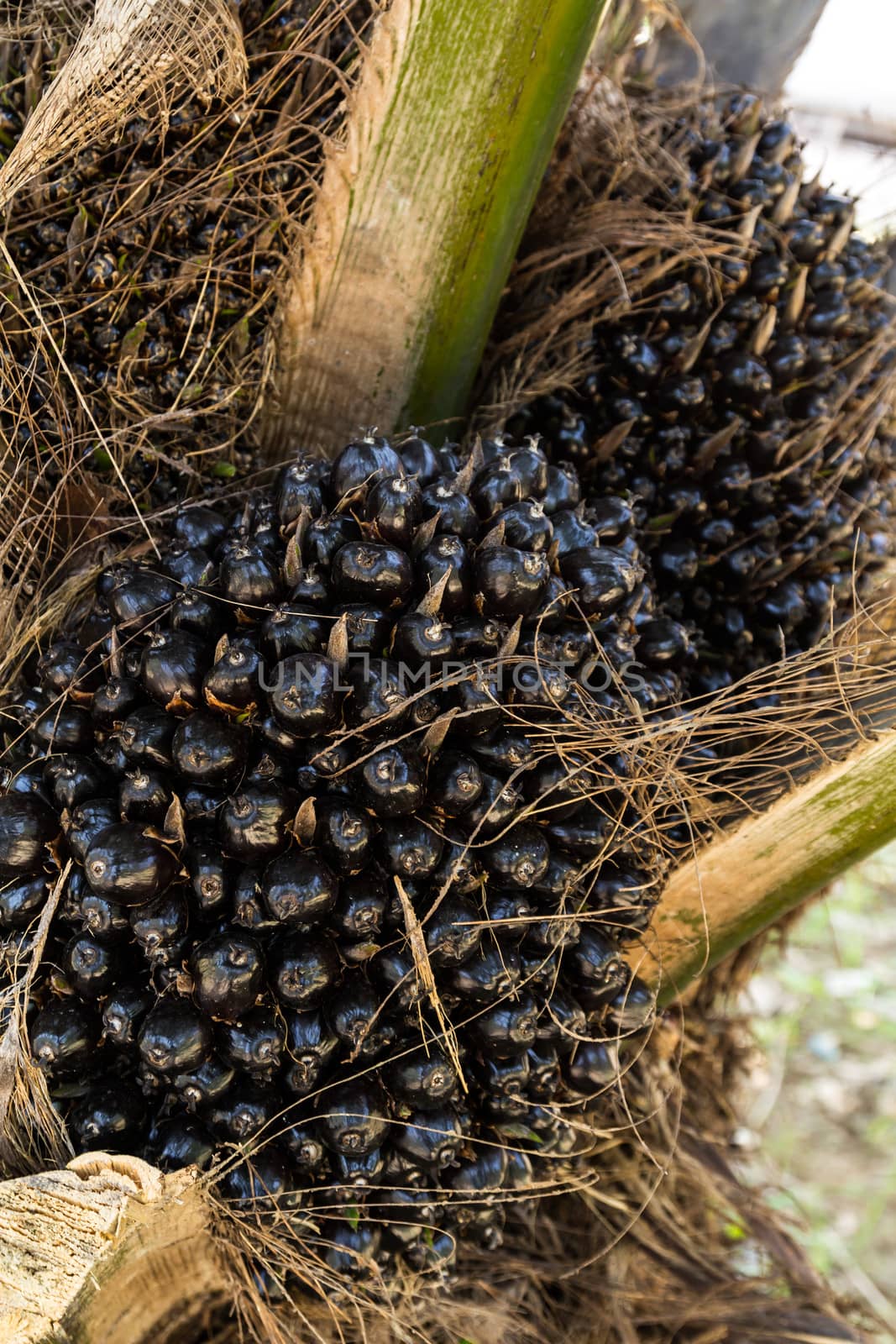 Oil Palm Fruits by lavoview