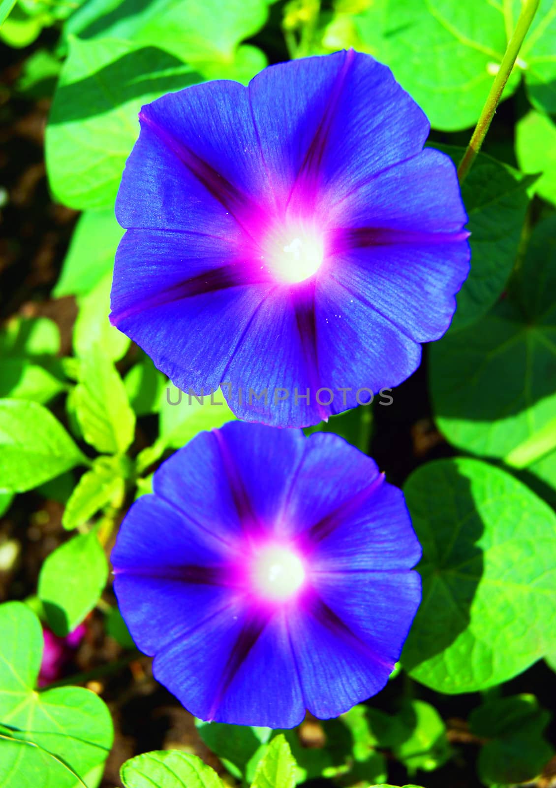 flower of geranium.Beautiful flower of the blue colour