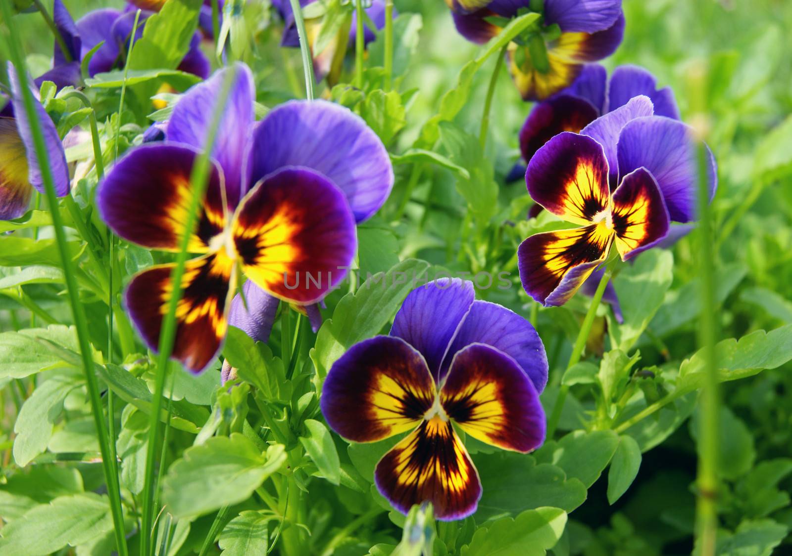 Flower pansy in garden.Decorative flower pansy in garden