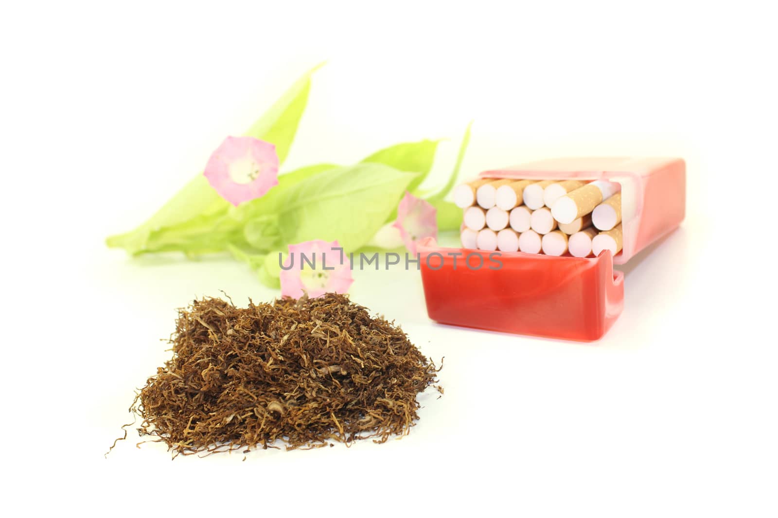 Tobacco with cigarettes case and plant on a light background