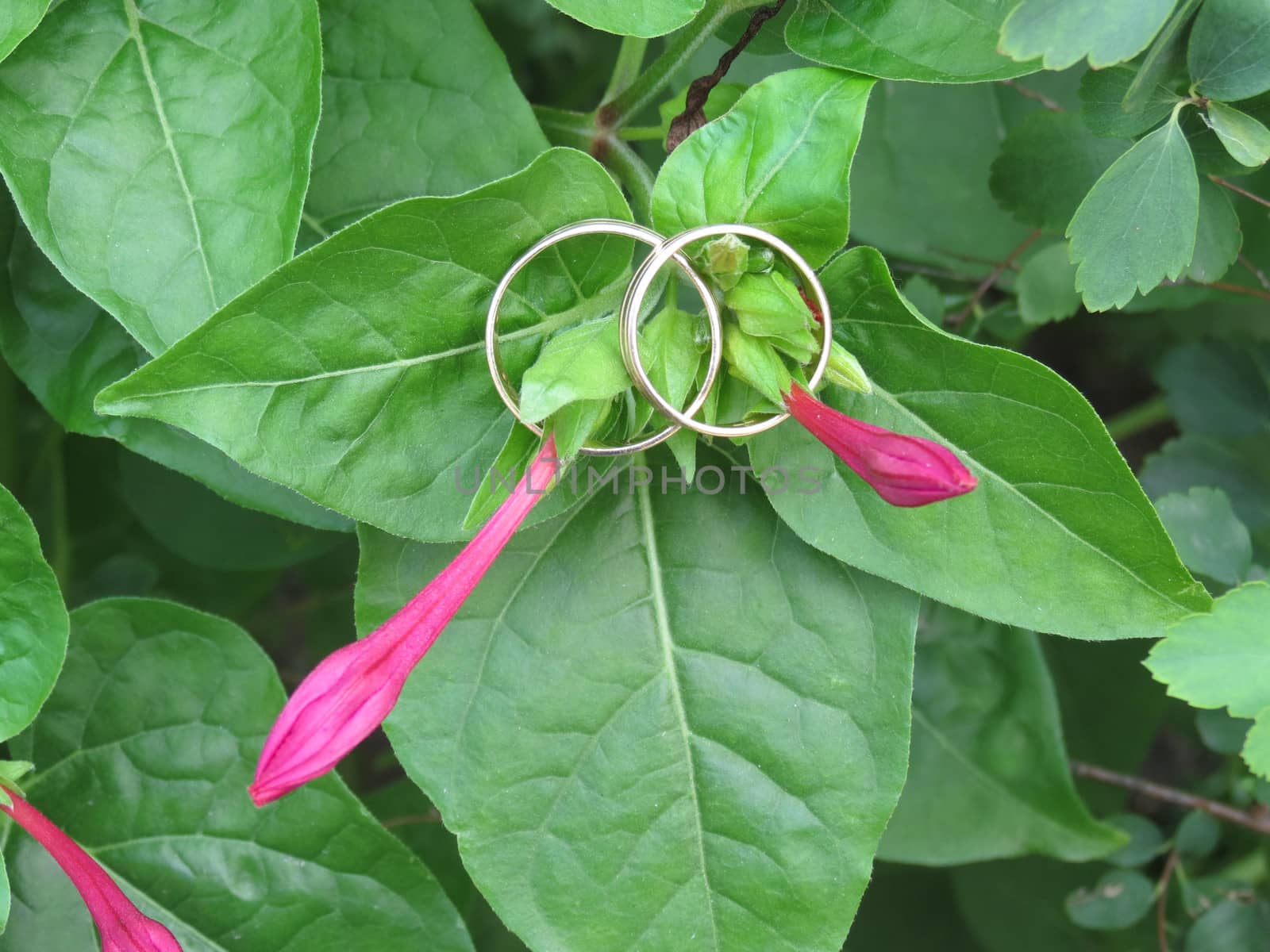 Two wedding rings are threaded through the buds of pink flowers                               