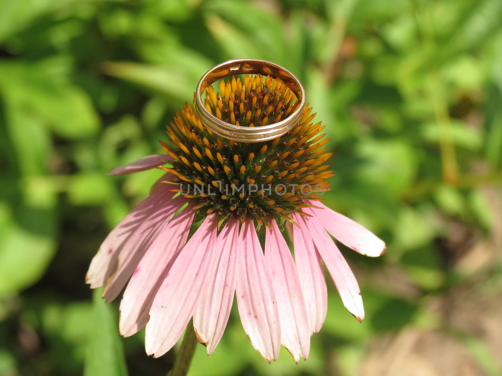Gold ring lies on top of the Raso prickly flower                          
