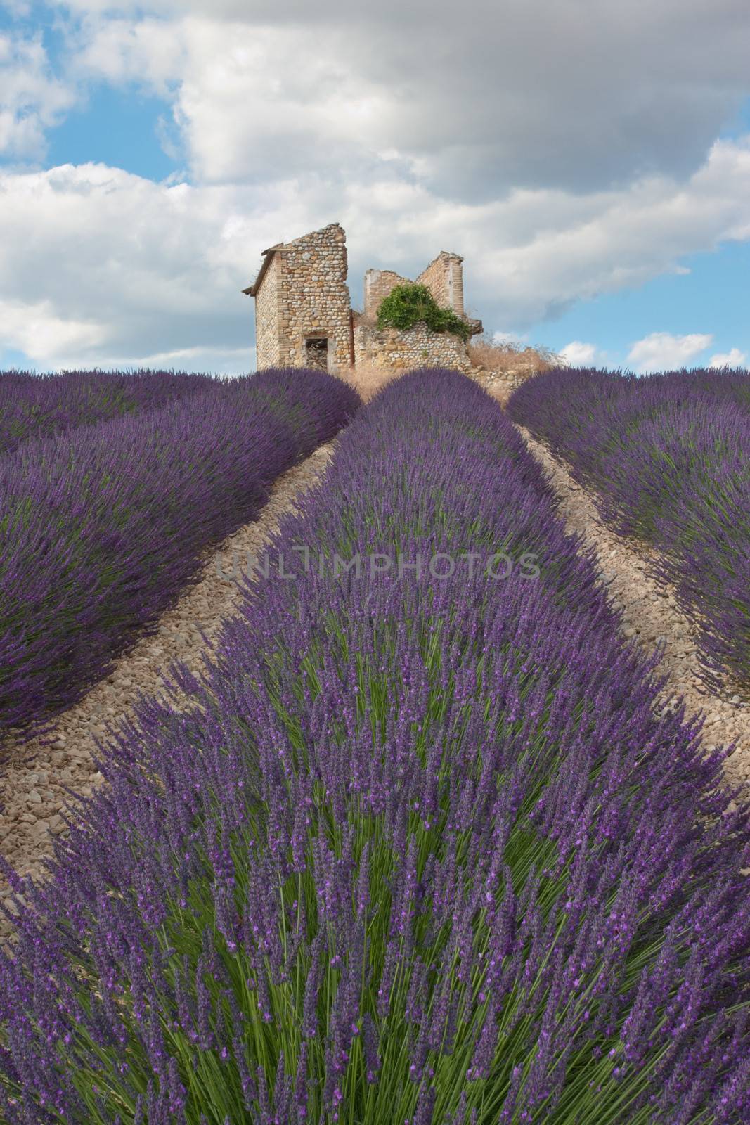 Lavender field with house ruins in Provence, France.