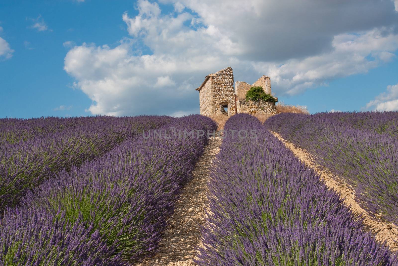 Lavender field with house ruins in Provence, France.