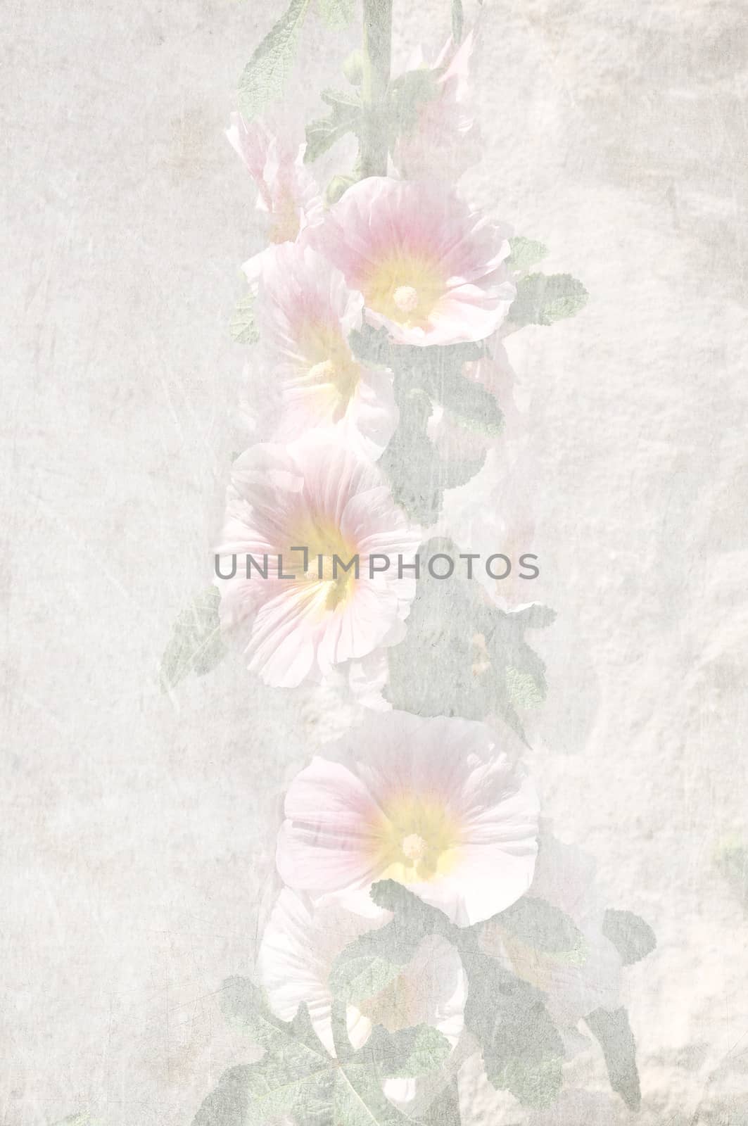 Closeup of a softly textured hollyhock.