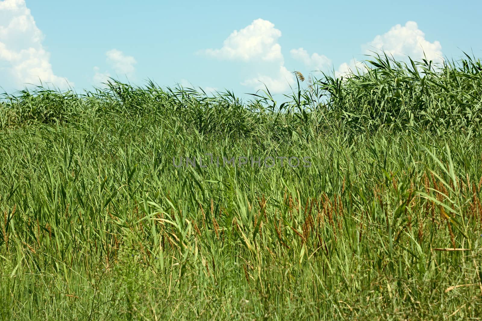 Thick overgrown cane in a fine summer day