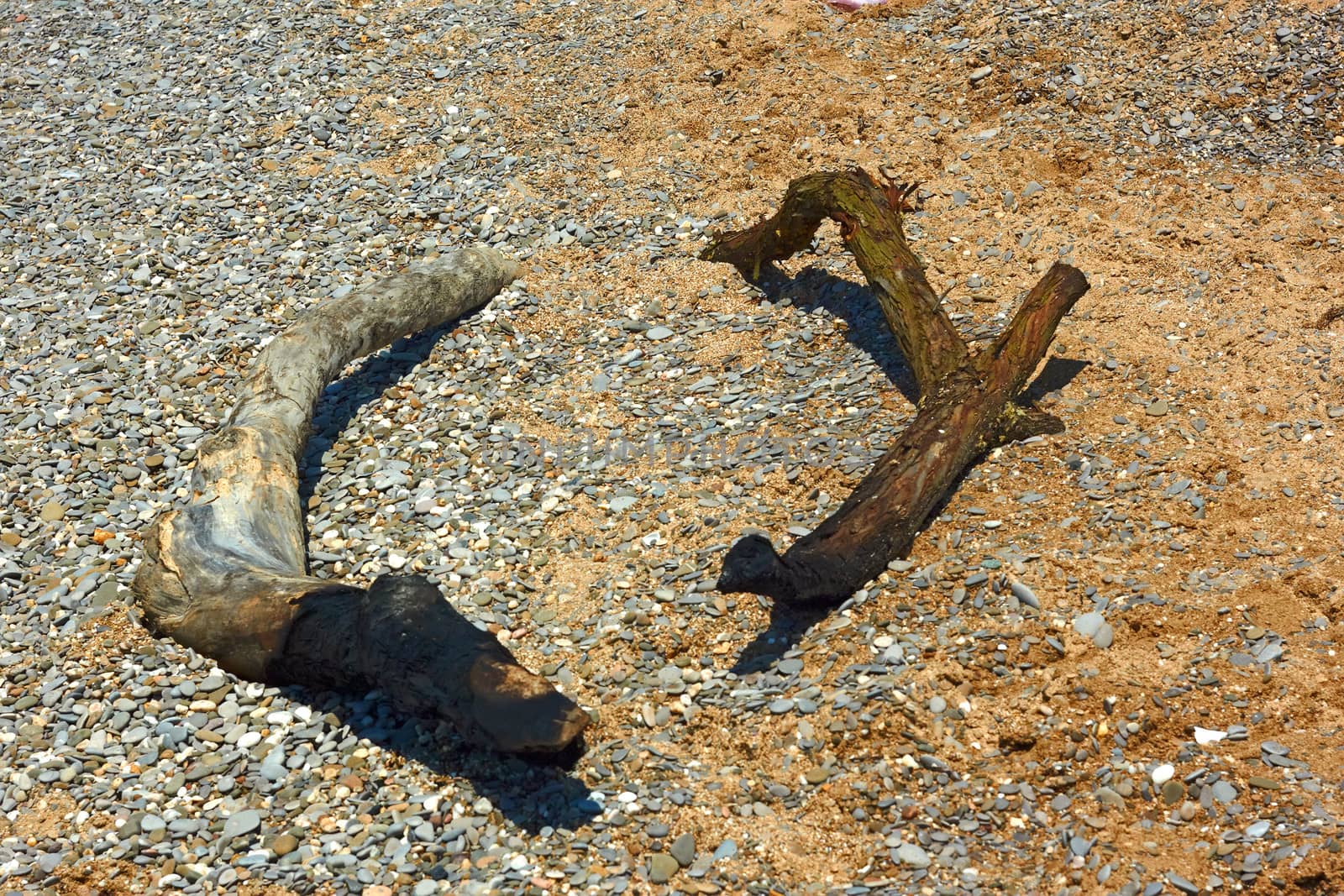 Dried charred wood on a wild beach by qiiip