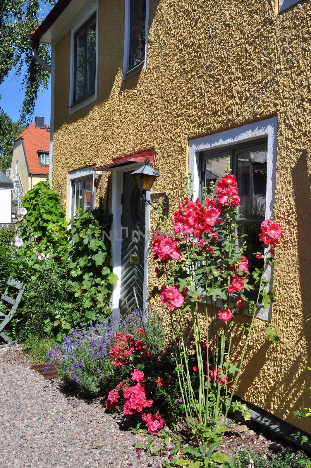 Hollyhocks in front of an old stone house.