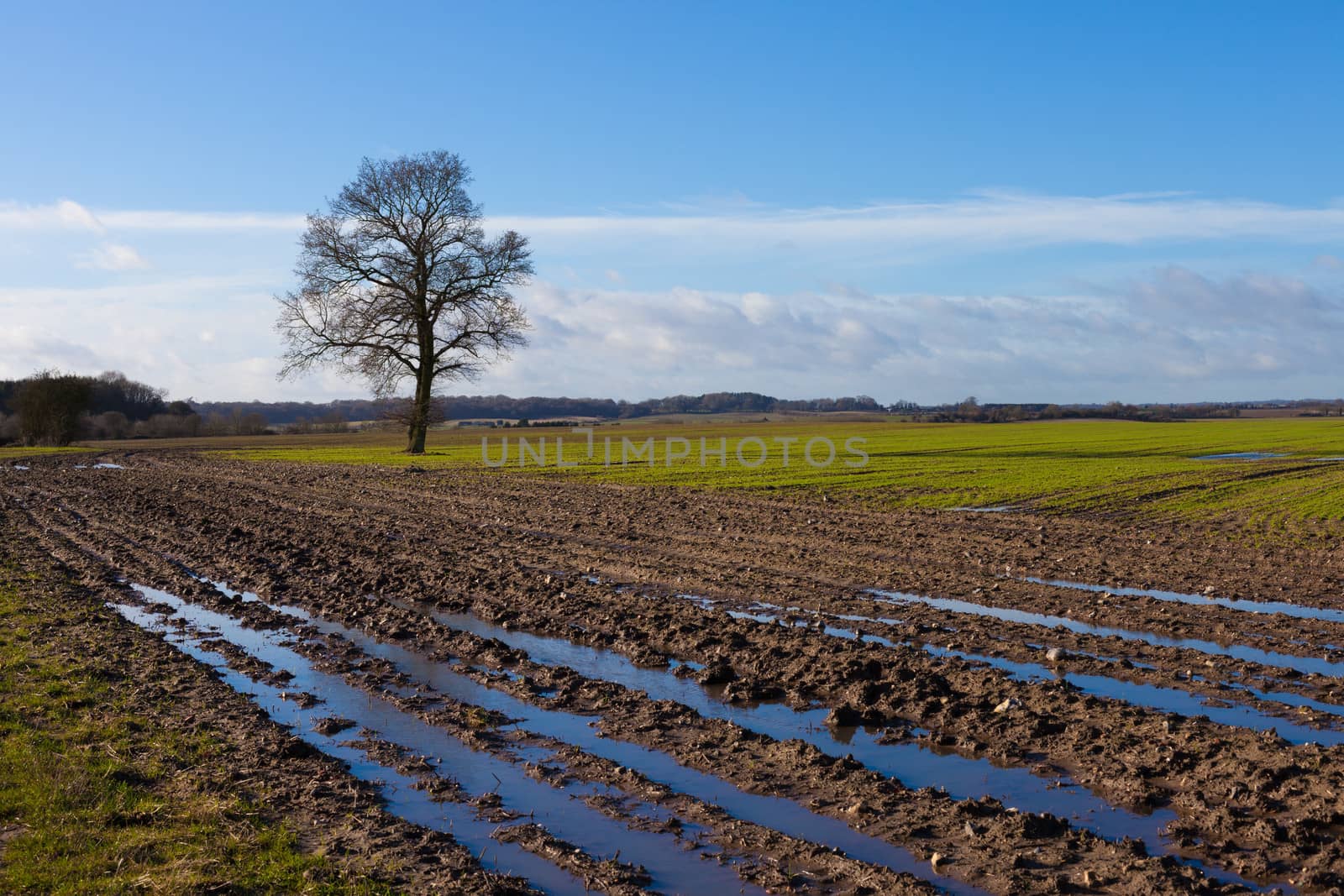Bare tree in a wet muddy field in Berkshire England. Taken in late winter with a Canon 5D MKII and professionally retouched.
Thanks for looking.