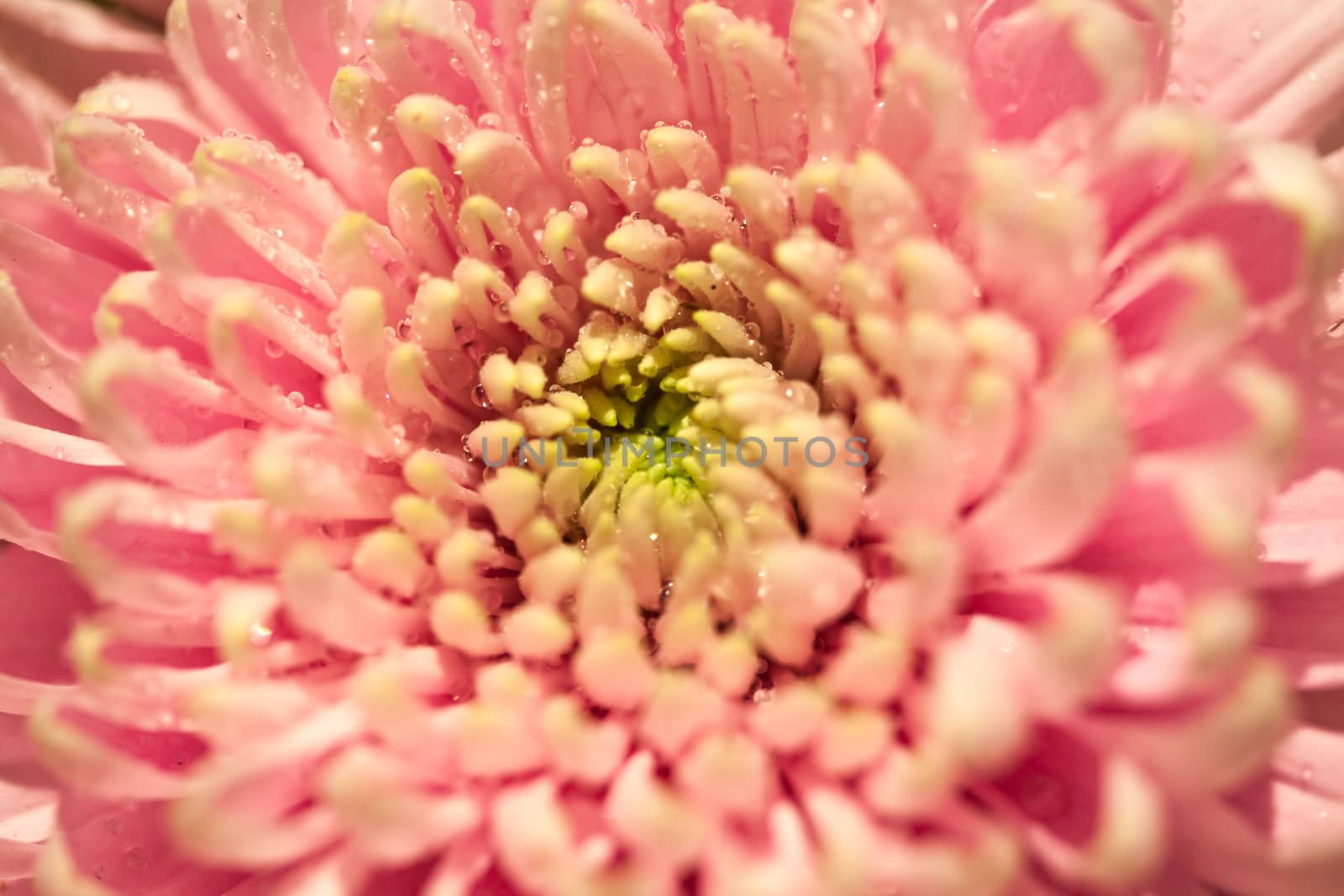 Beautiful pink chrysanthemum flower partially open, with water droplets on the petals. Shallow depth of field on middle part sharp outside petals