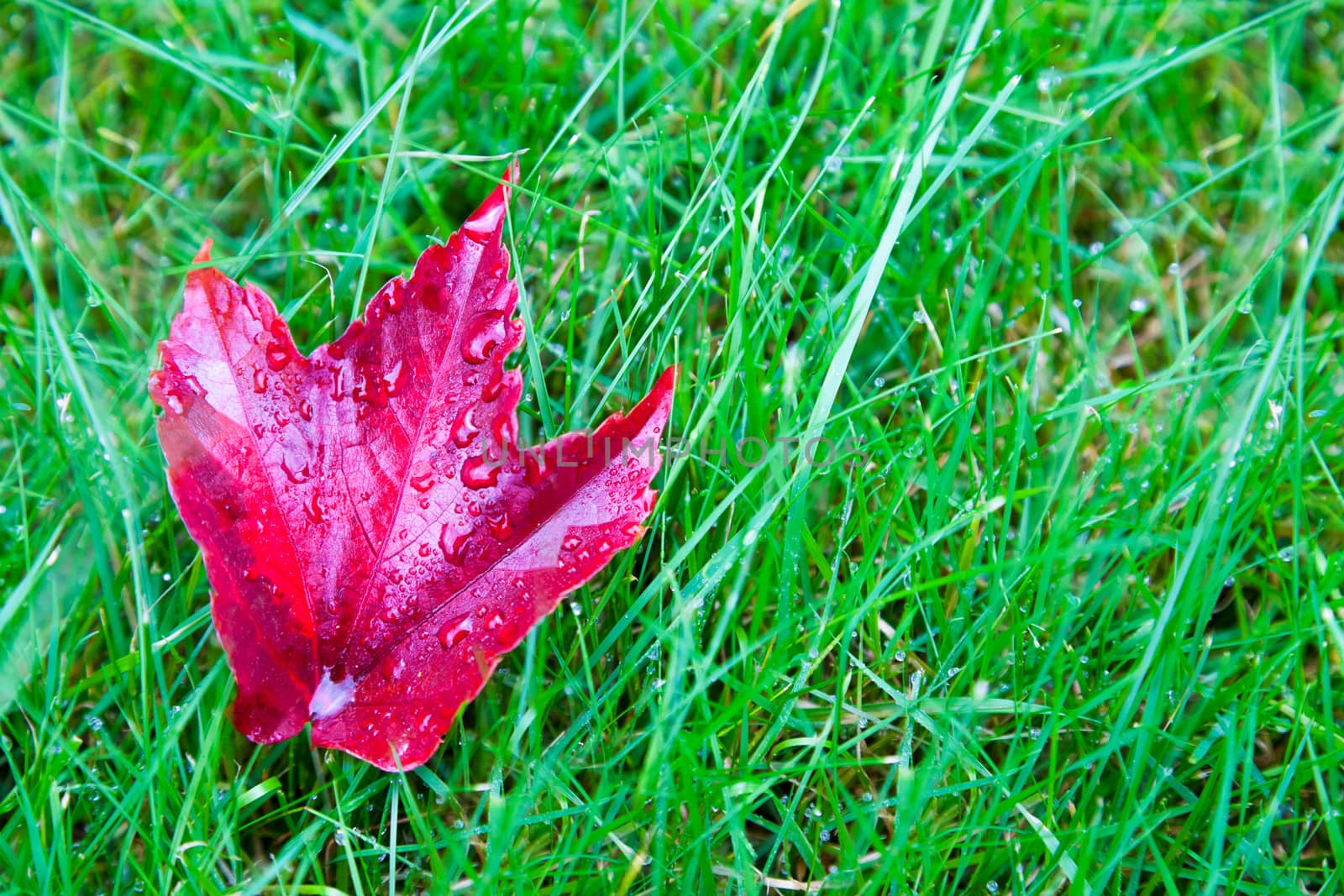 Red leaf from Virginia Creeper with morning dew on. This plant turns red in Autumn and is green in the summer months.
Taken with a Canon 5D MKII and professionally retouched.
Thank you for loooking.