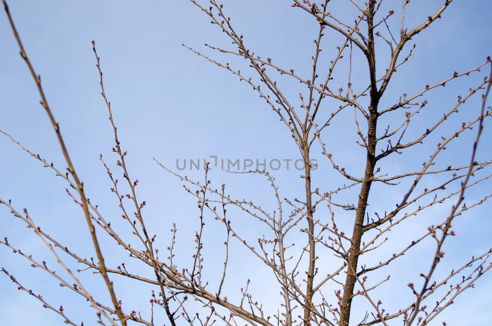 japanese sakura tree with buds by sauletas